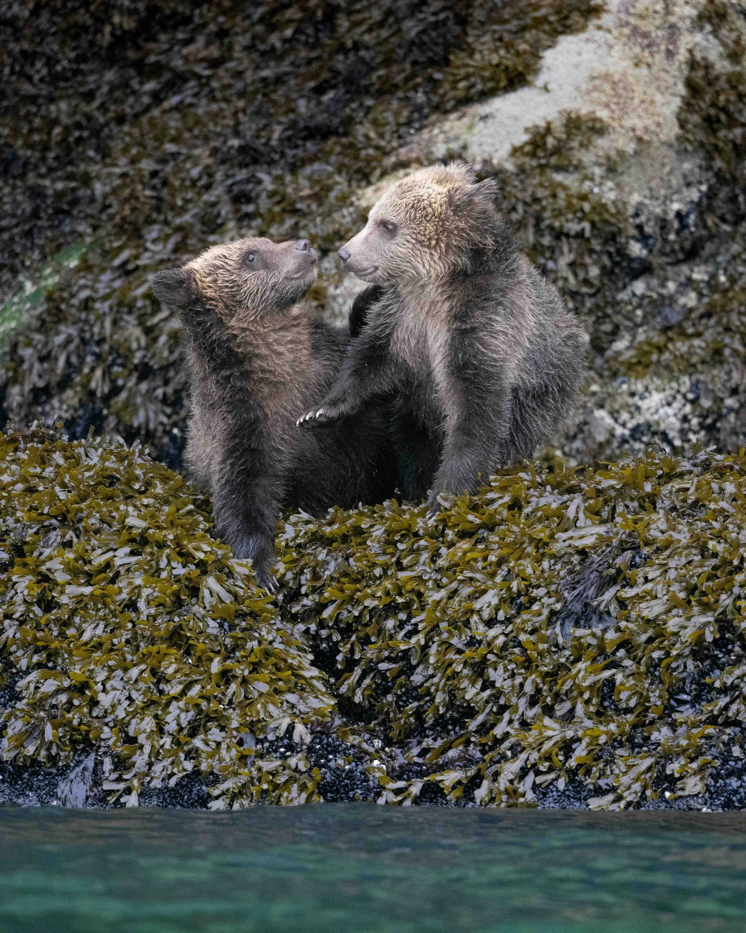 Grizzly cubs SKU 19075 - 1.7 MB copy.jpeg