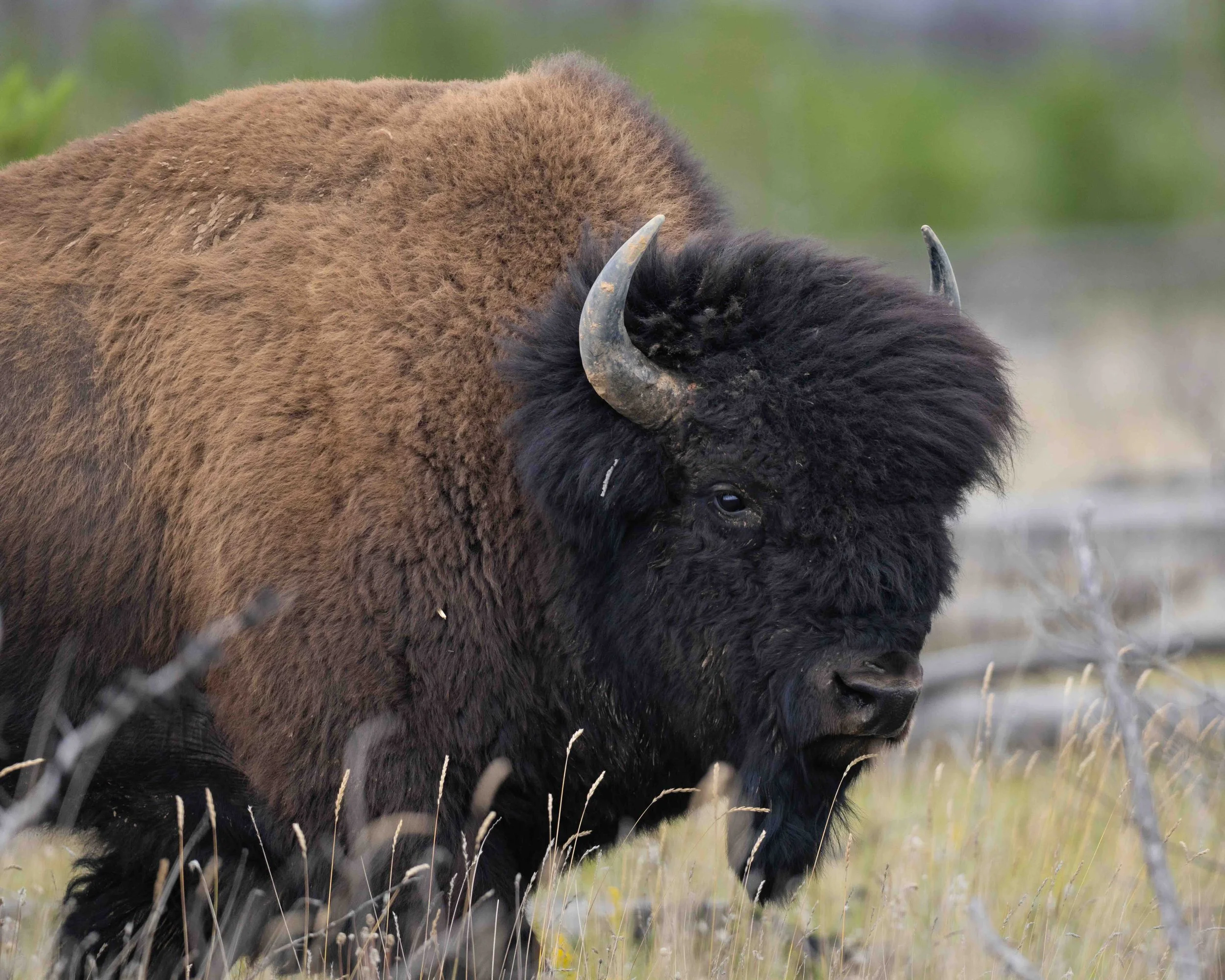 Wood Bison 5x4 5II6026-2 1.2MB.jpeg