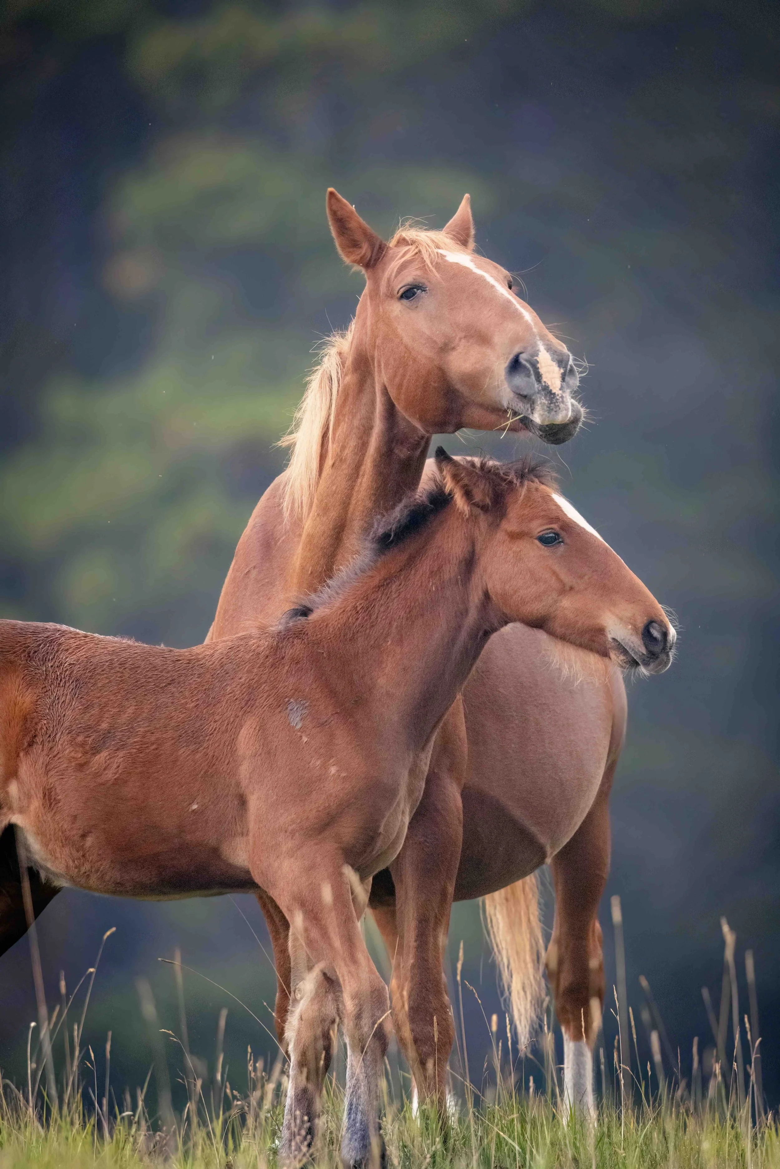 Wild Horse SKU 684162 - 1.8 MB copy.jpeg