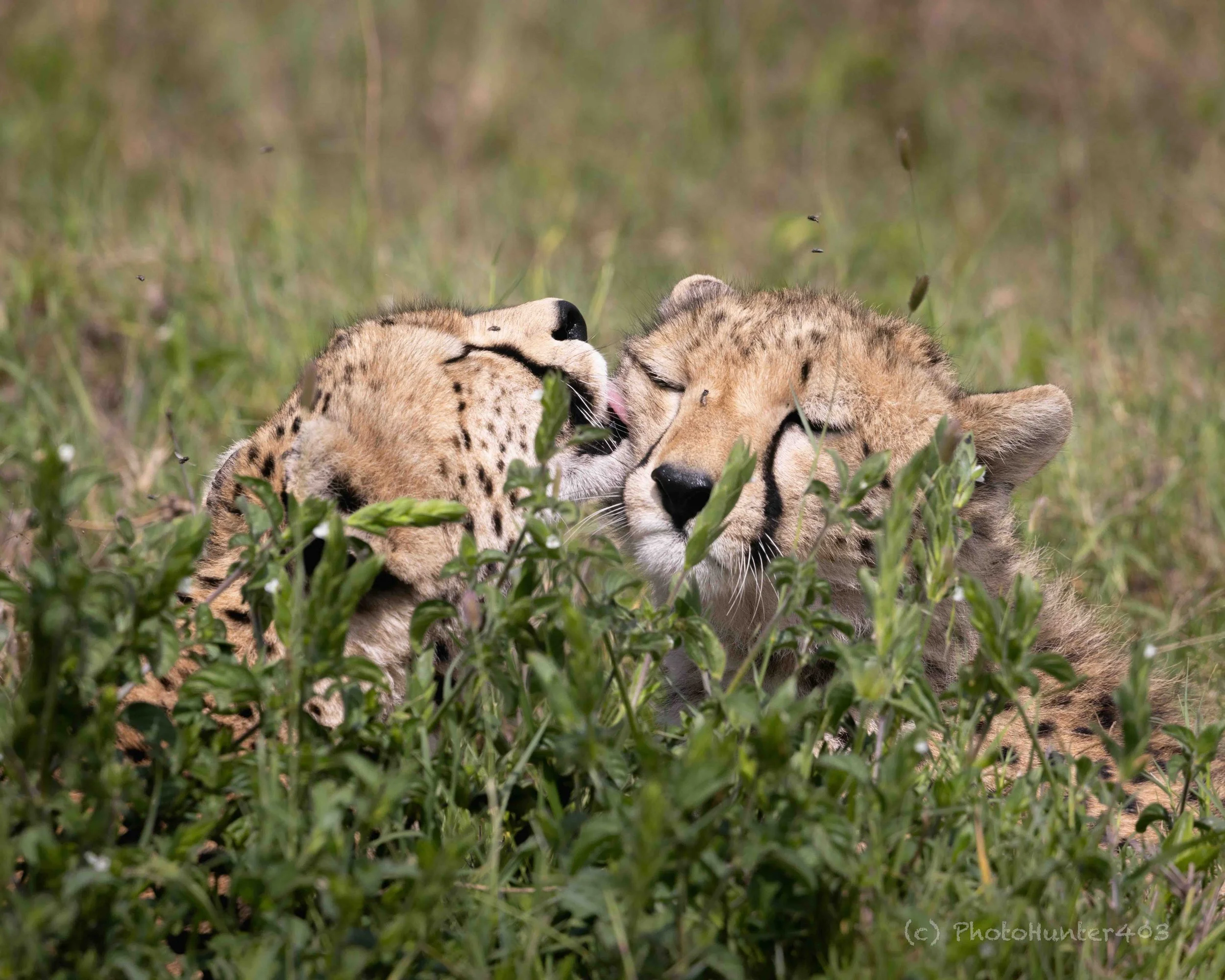 Cheetah SKU 683552 - 1.1 MB copy.jpeg