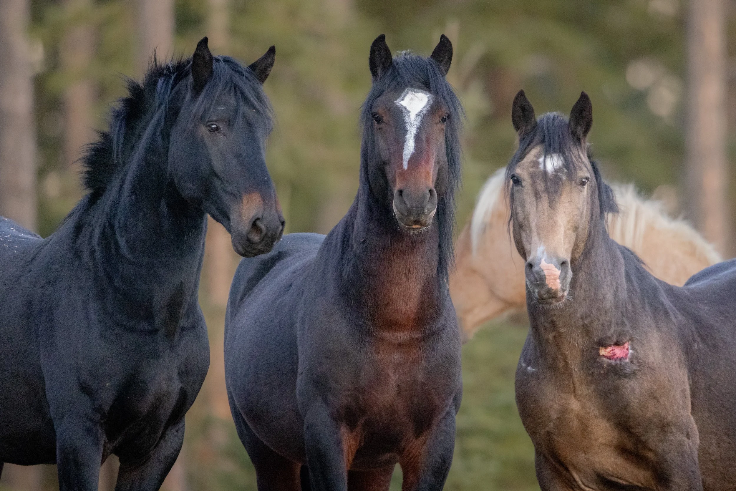 Wild Horse 3 amigos SKU 685322 - 12.8 MB.jpeg