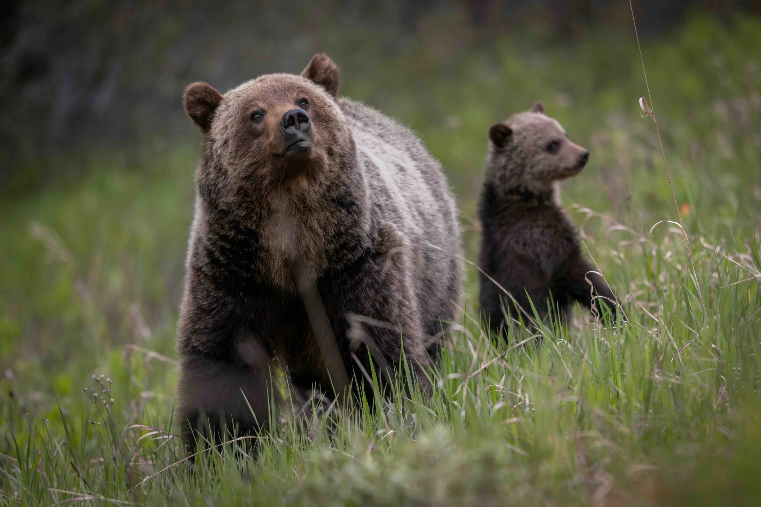 3-2 format Grizzly SKU 680078 - 0.95 MB copy.jpeg