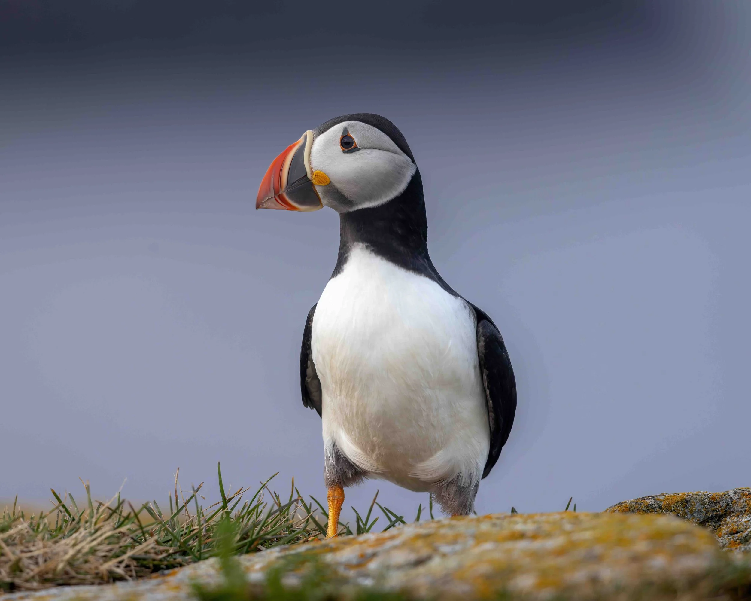 Puffin SKU 686191 - 0.6 MB copy.jpeg