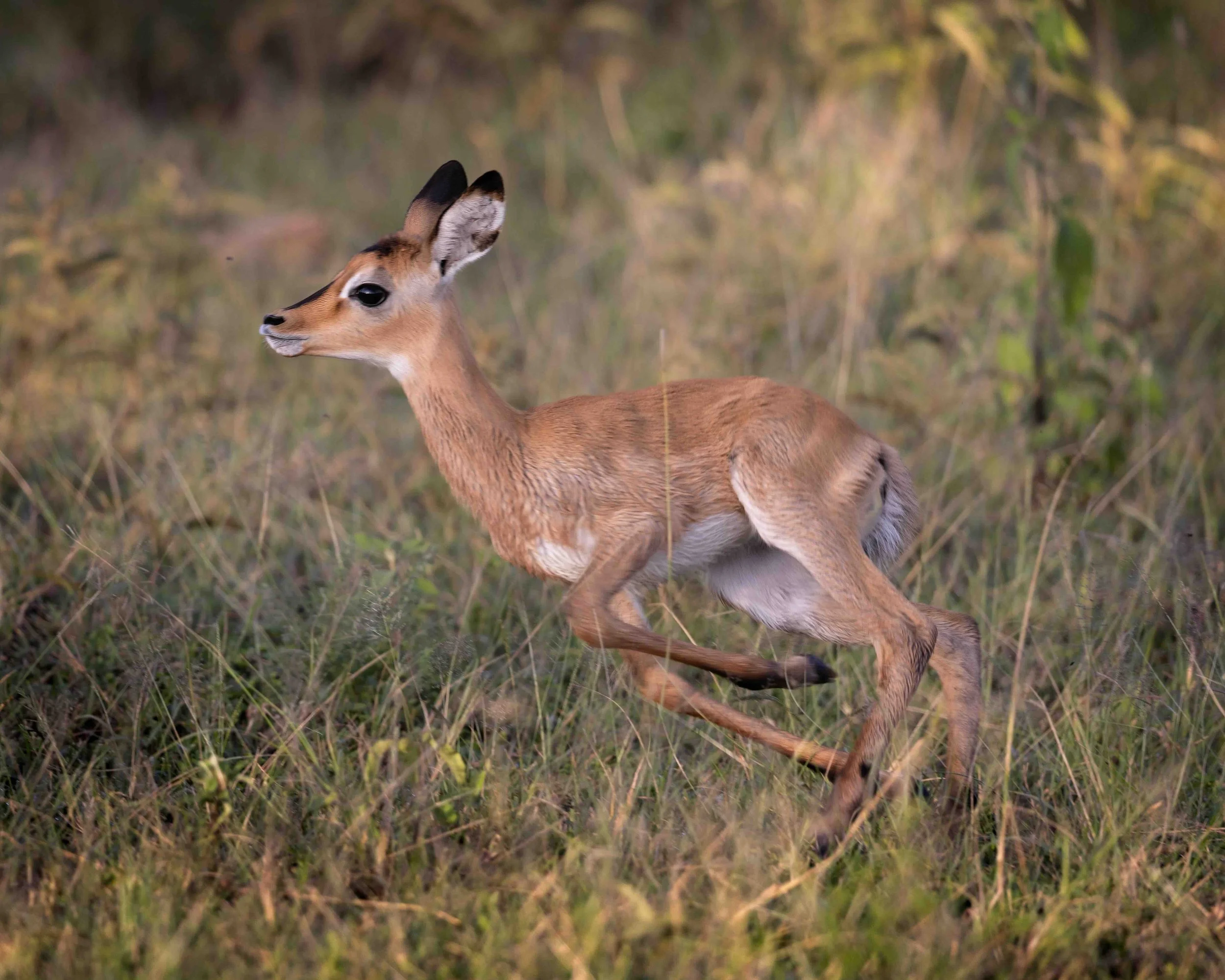 Gazelle SKU 688752 - 0.7 MB copy.jpeg