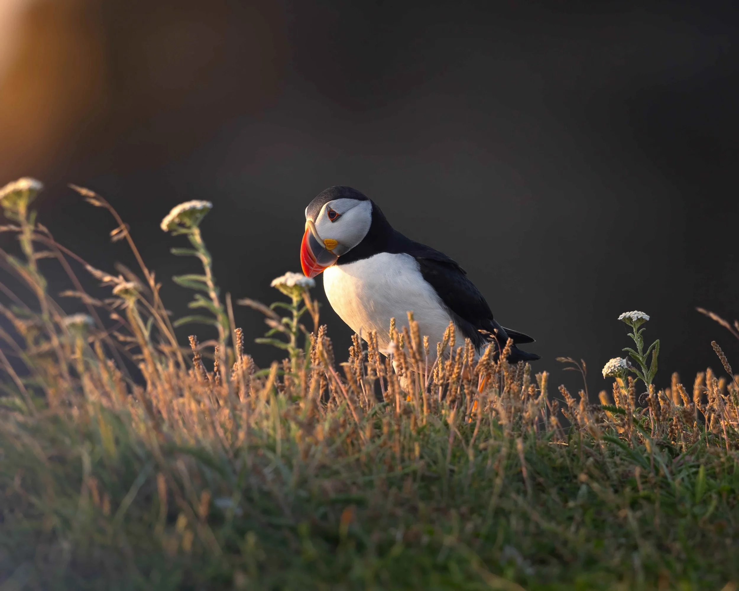 Puffin SKU 680591-GP 1.1 MB copy.jpeg