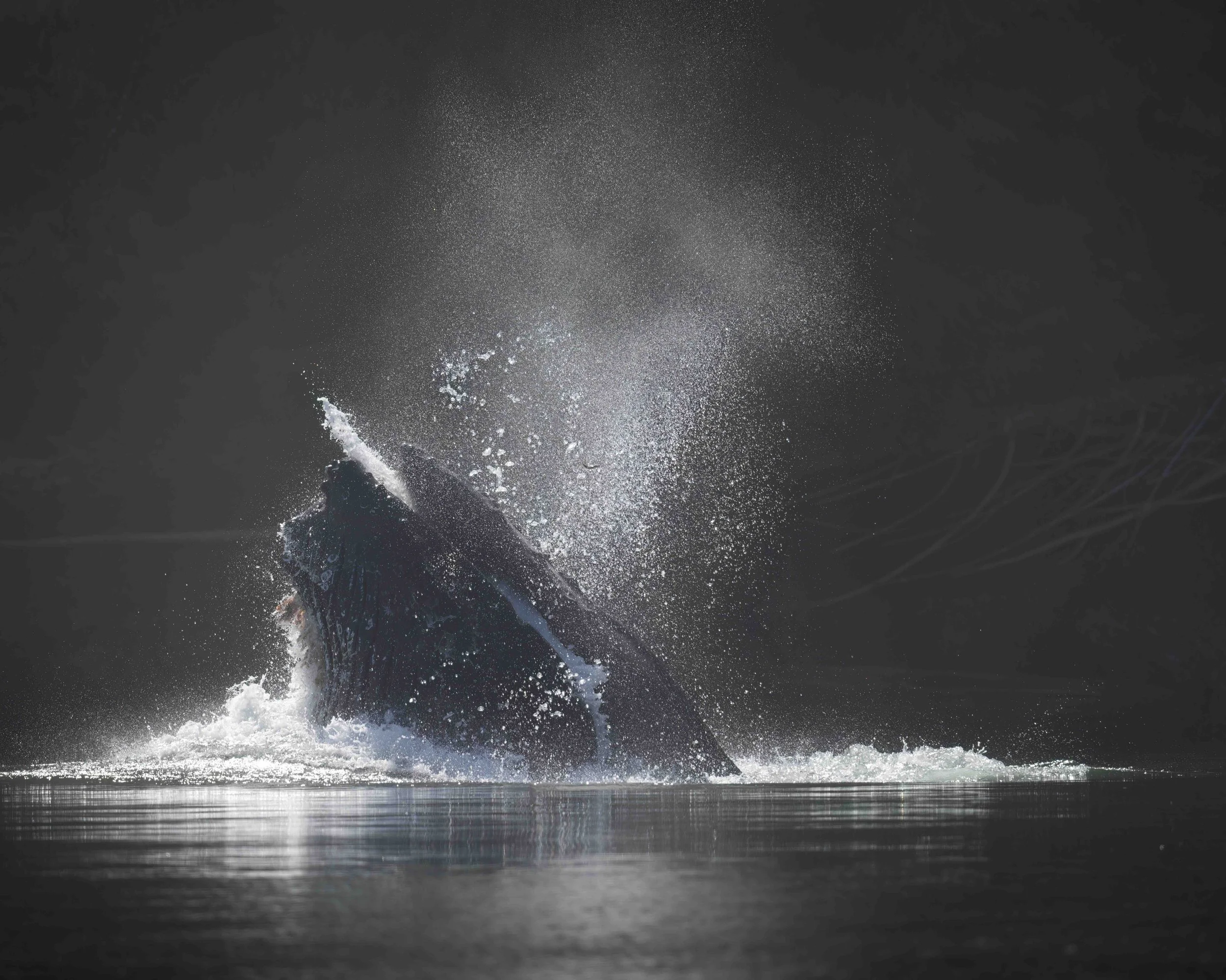 Humpback lunge feeding SKU 13579 - 1.7 MB copy.jpeg