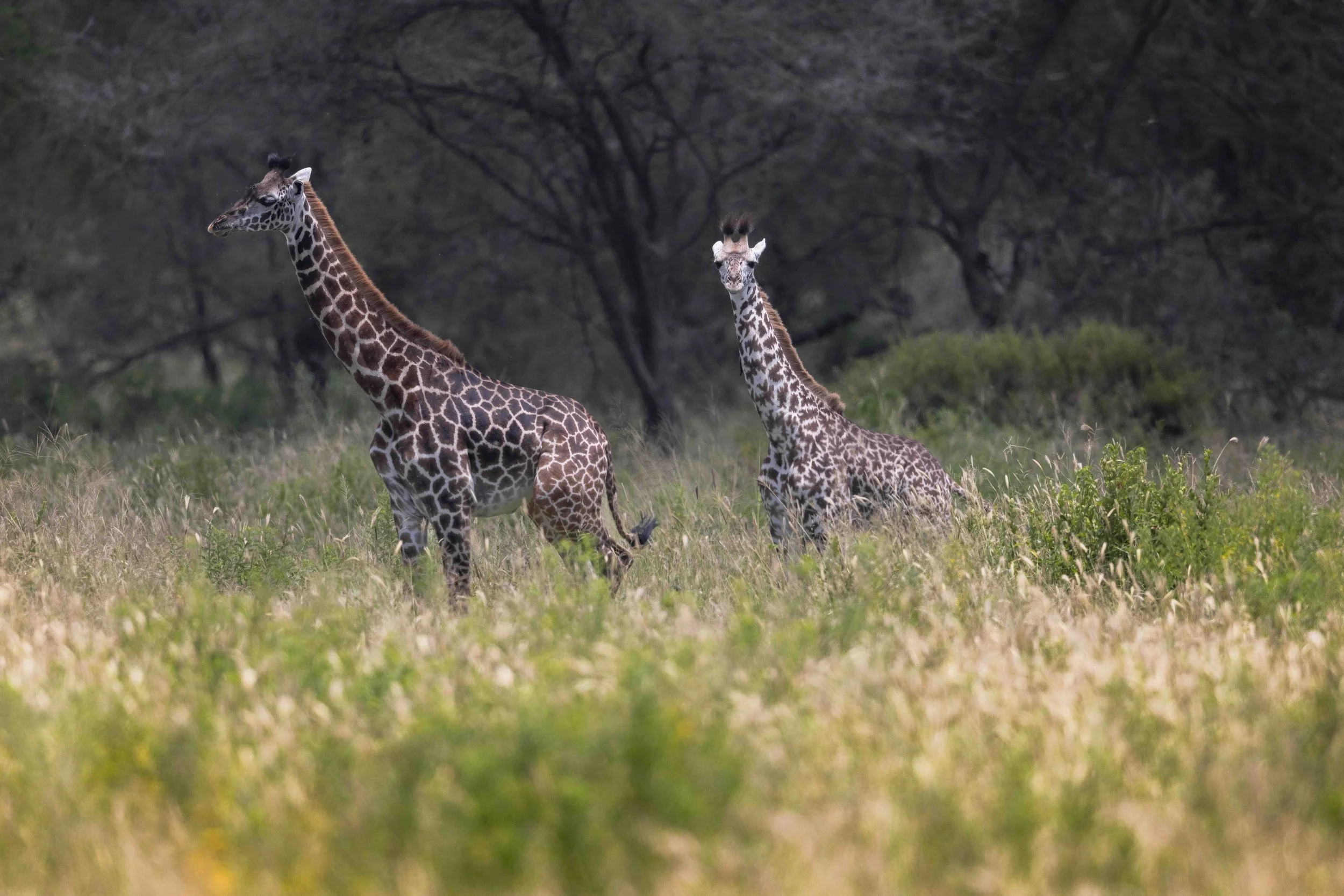 Giraffe SKU 682300 - 1.4 MB copy.jpeg