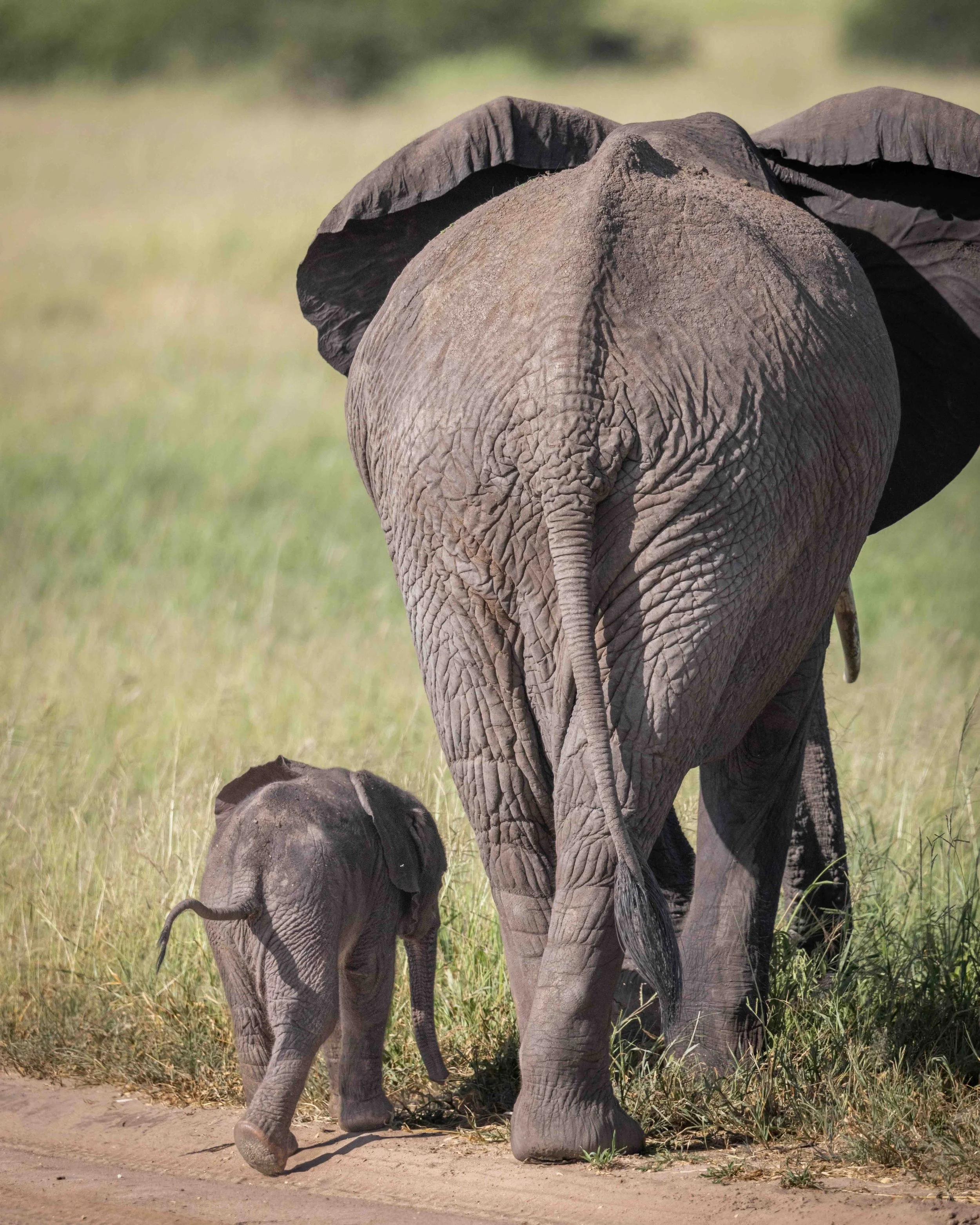 Elephant SKU 684961 - 1.7 MB copy.jpeg