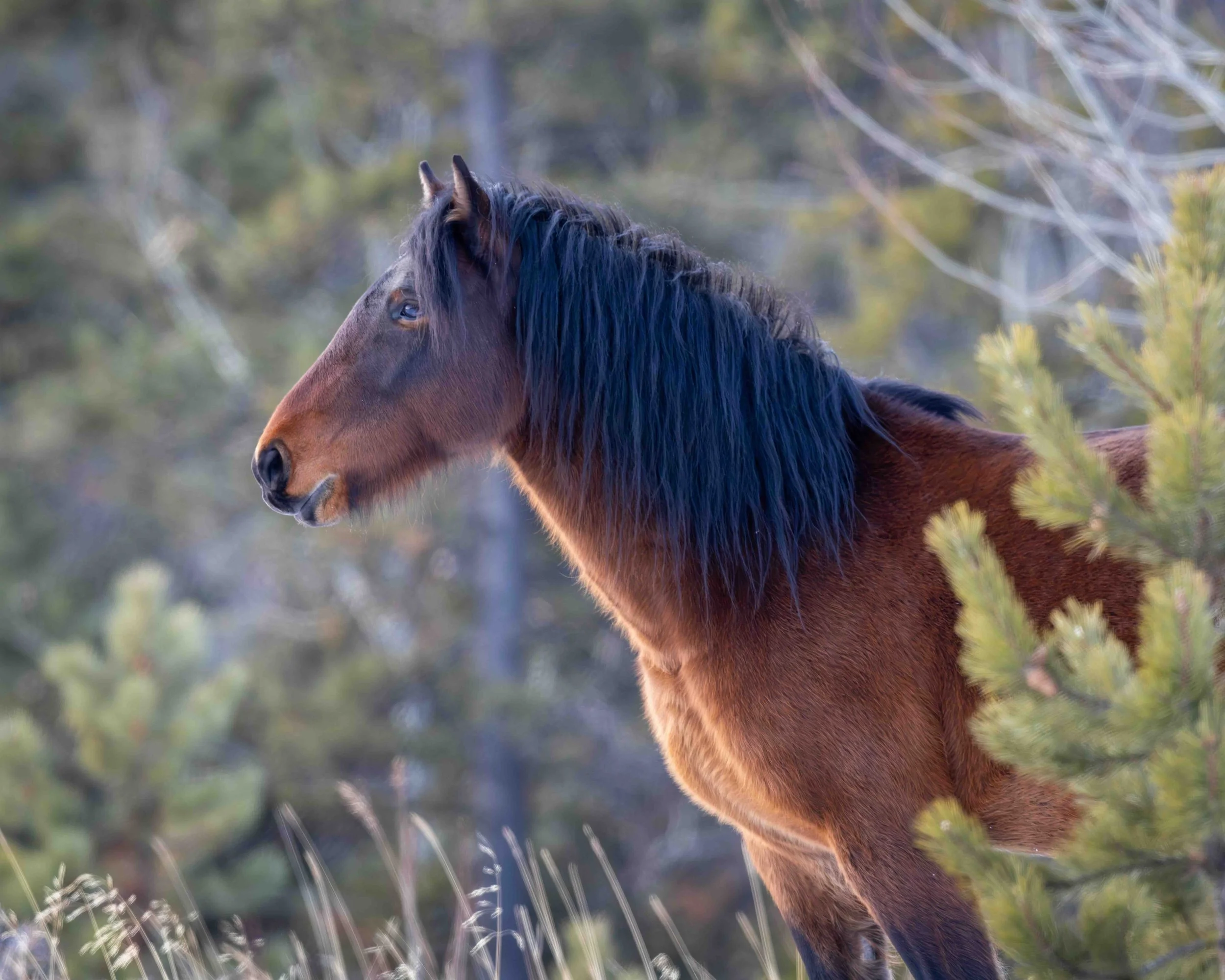 5:4 format Wild Horse SKU 5114020