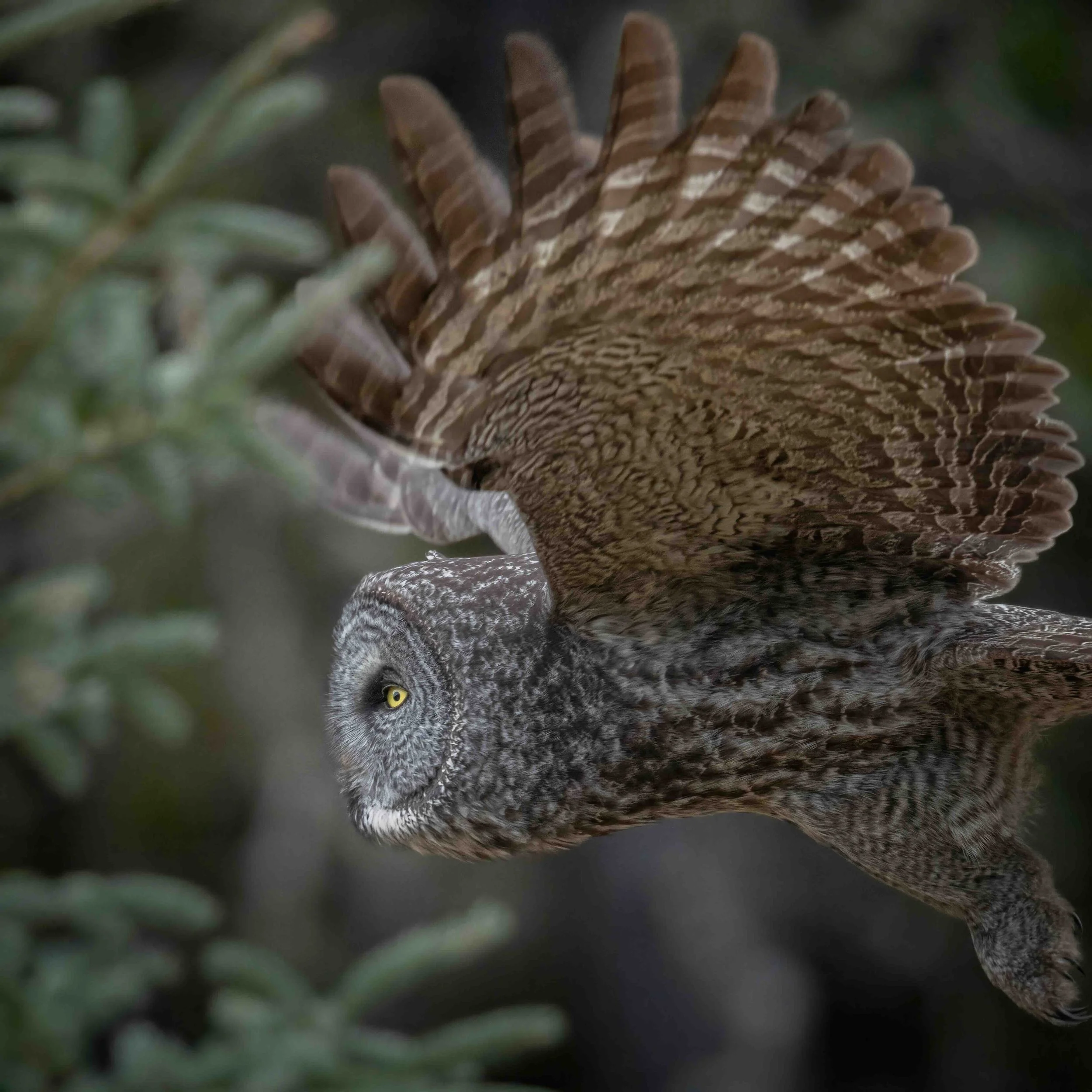 Grt Grey Owl SKU 5II3259 - 0.7 MB copy.jpeg