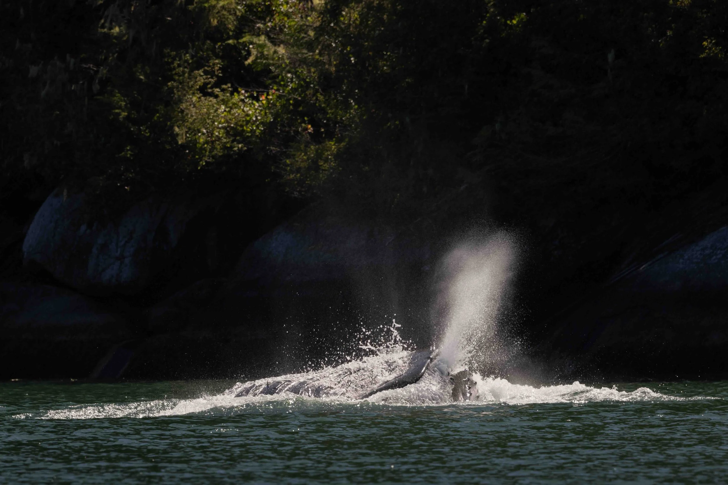 Humpback lunge feeding SKU 14329 - 0.7 MB copy.jpeg