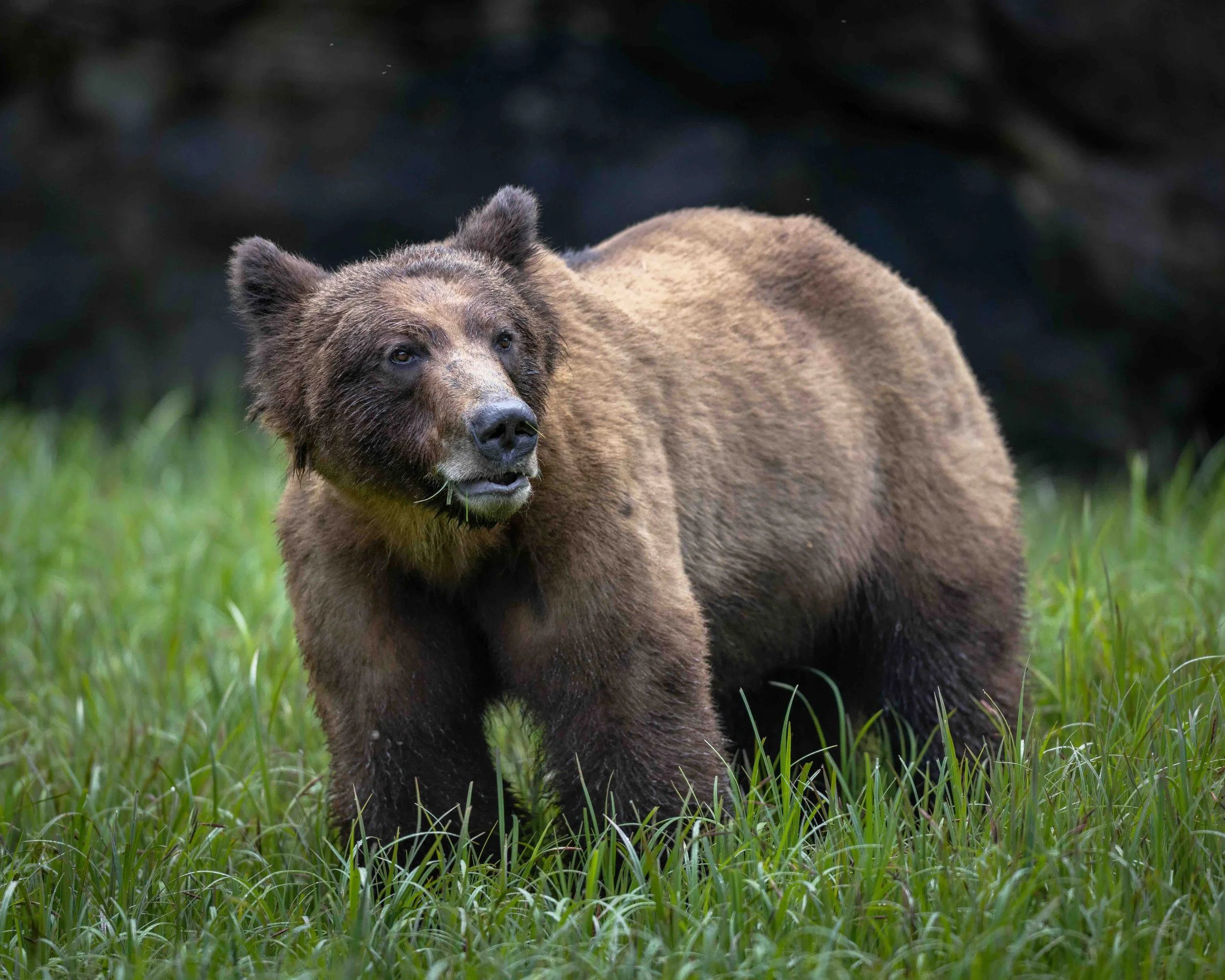 Grizzly SKU 5II1165 - 1.0 MB copy.jpeg