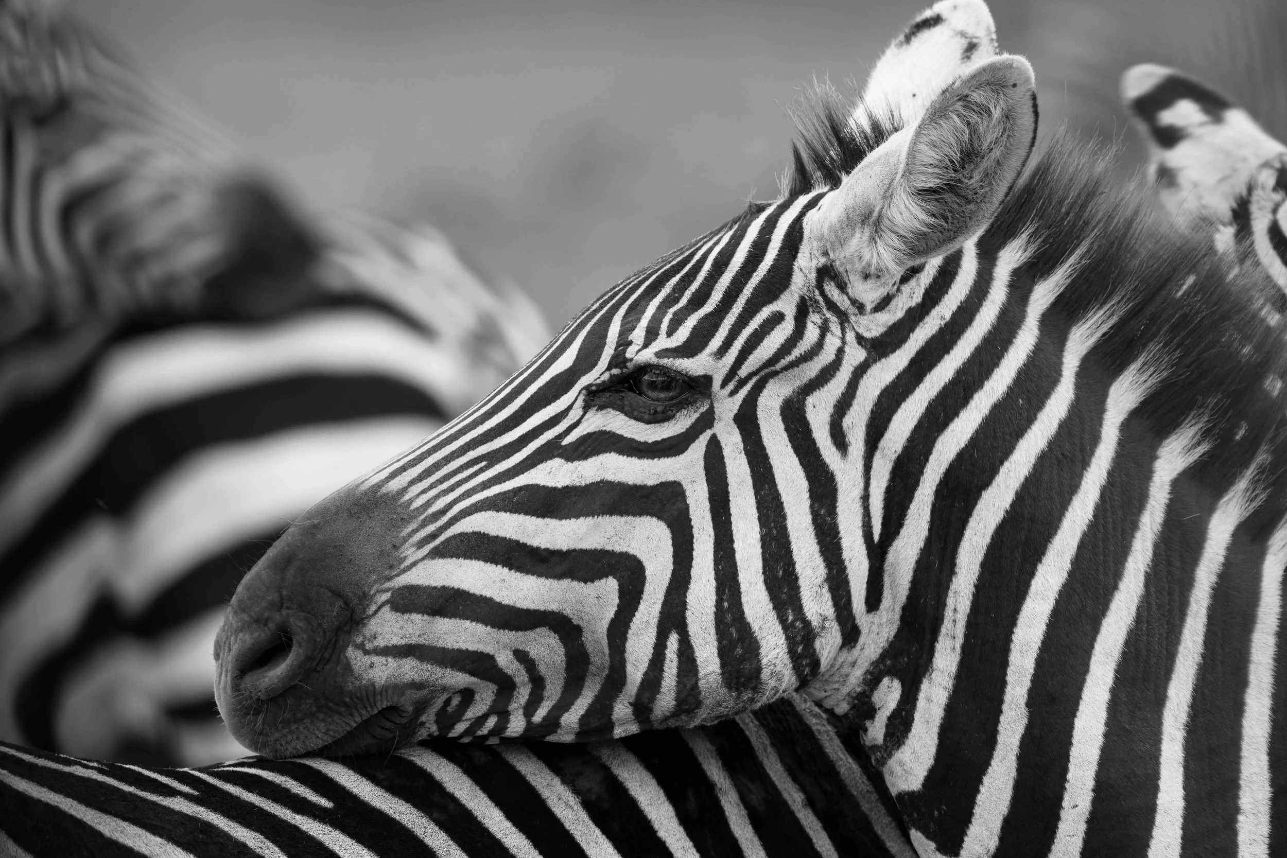 Zebra SKU 681525 - 1.6 MB copy.jpeg