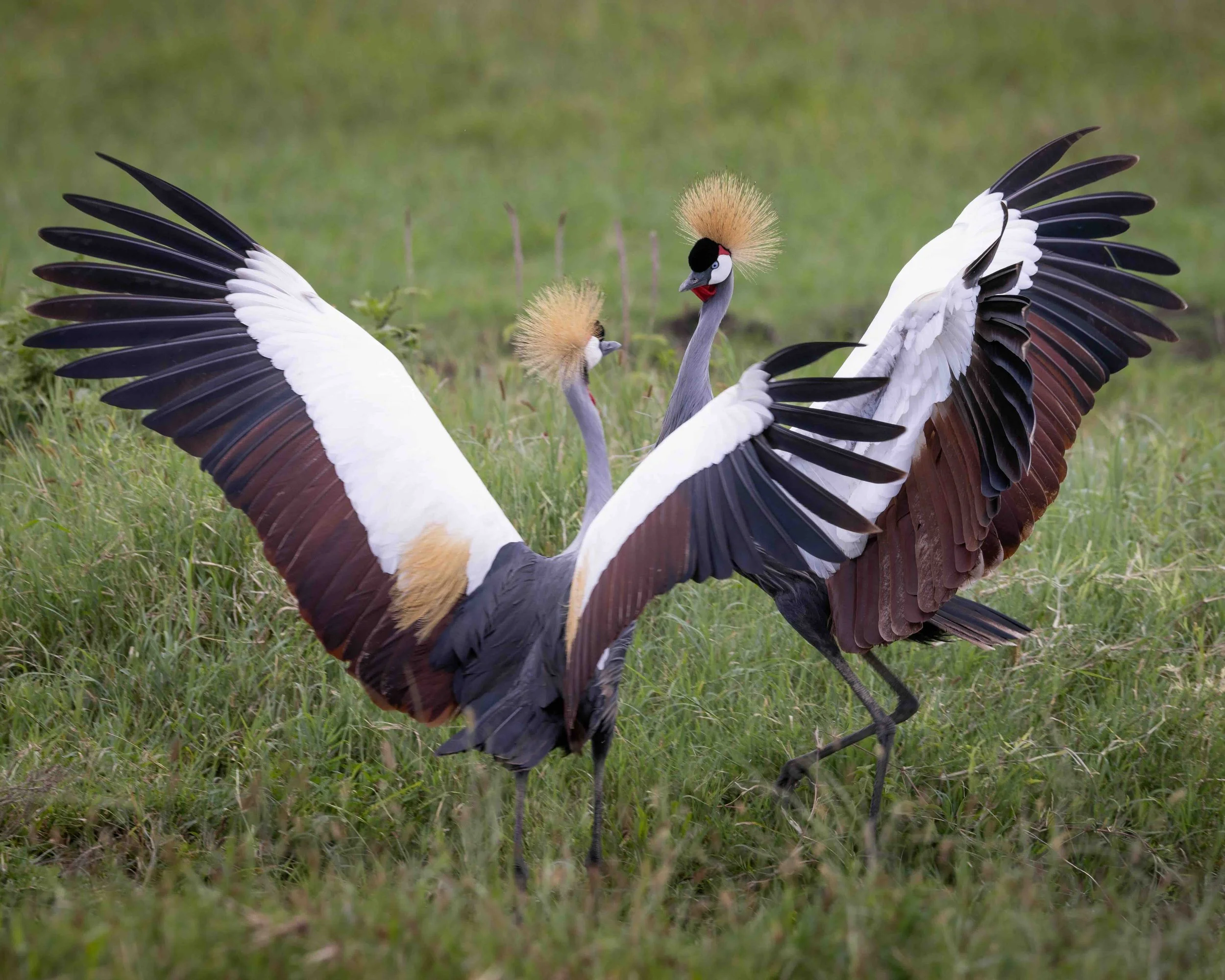 Crested Crane SKU 681495 - 0.8 MB copy.jpeg