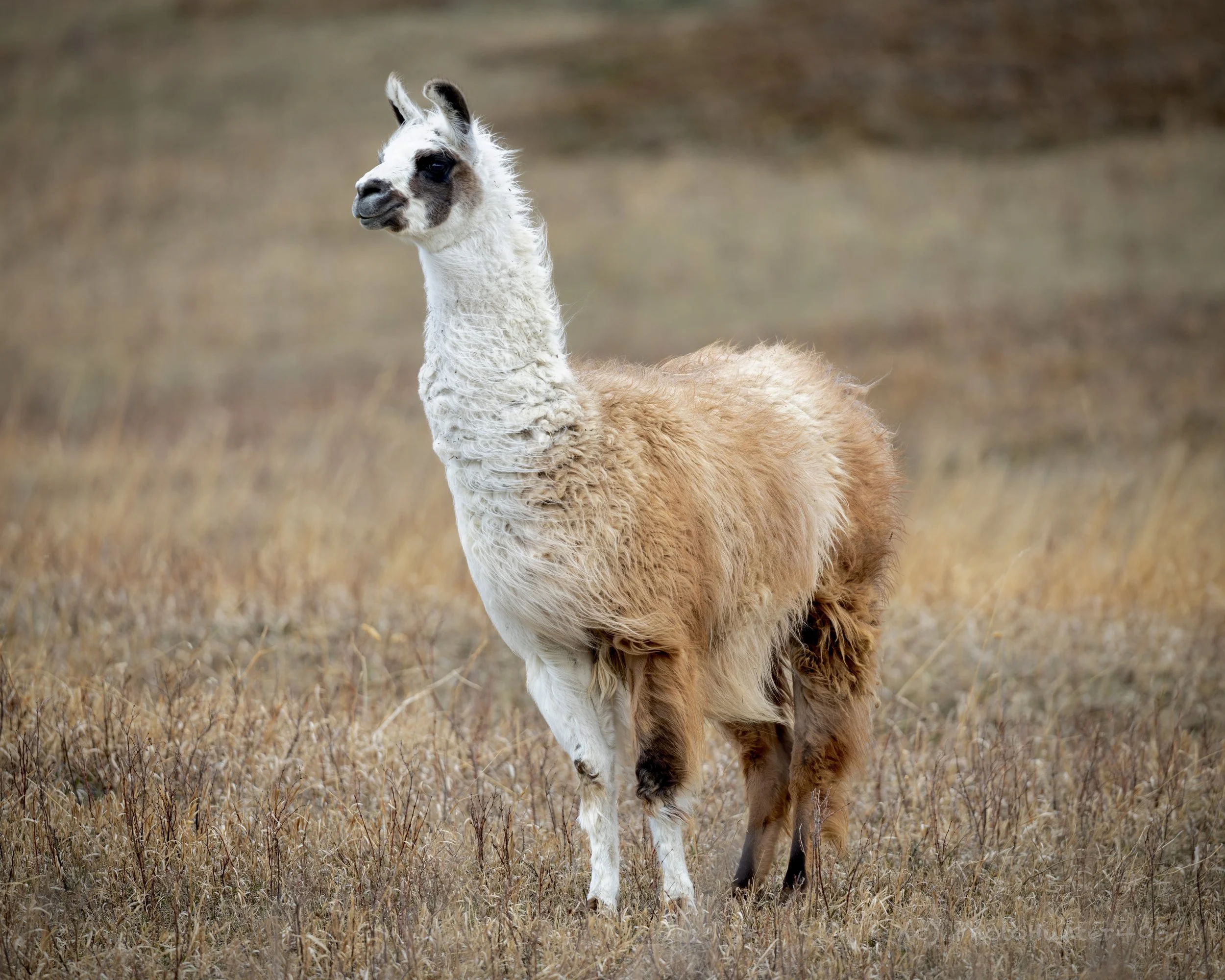 Llama SKU 5II3284 - 10.8 MB.jpeg