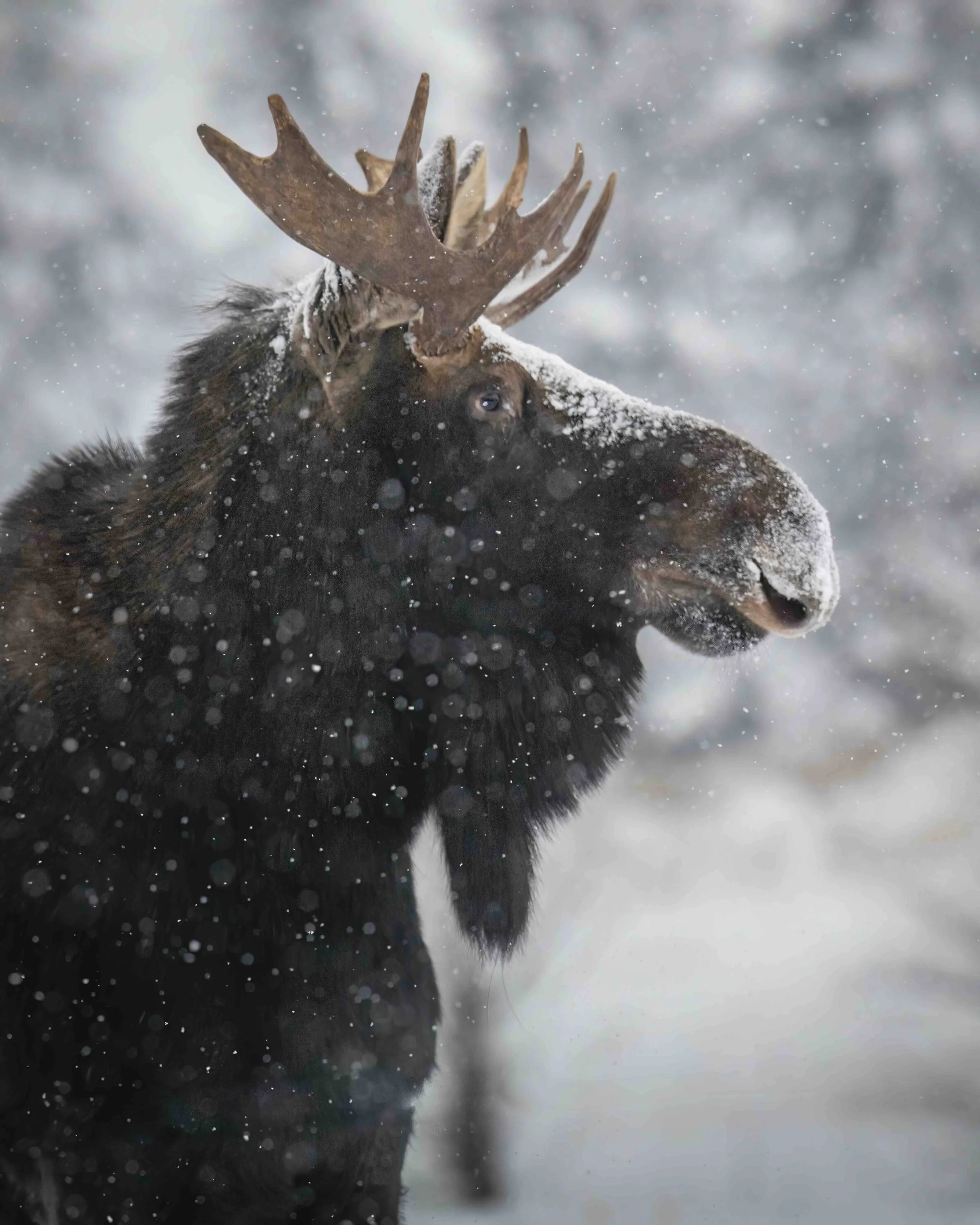 Moose SKU 5II7469 - 0.9 MB copy.jpeg