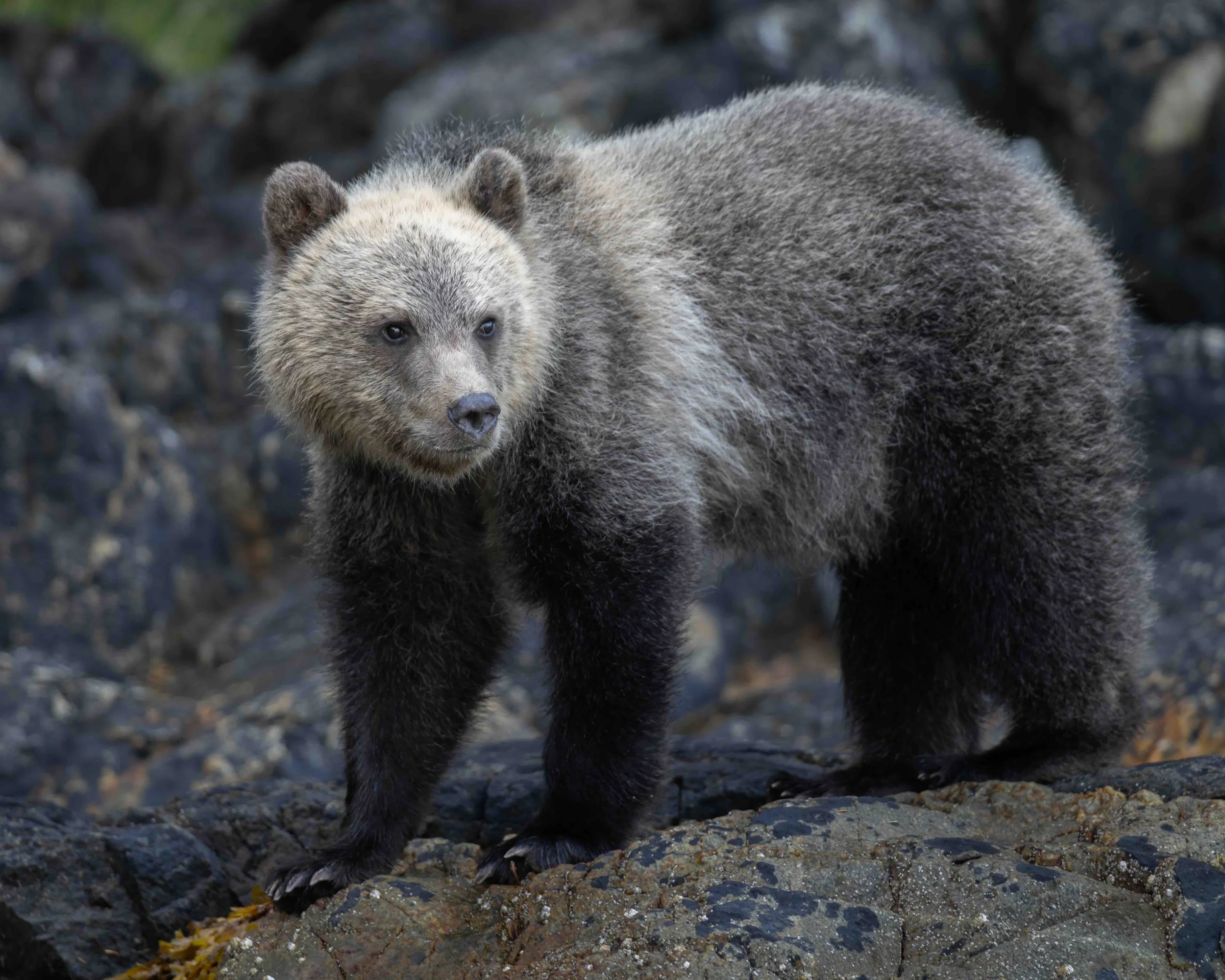 Grizzly cub SKU 5II9481 - 1.1 MB copy.jpeg