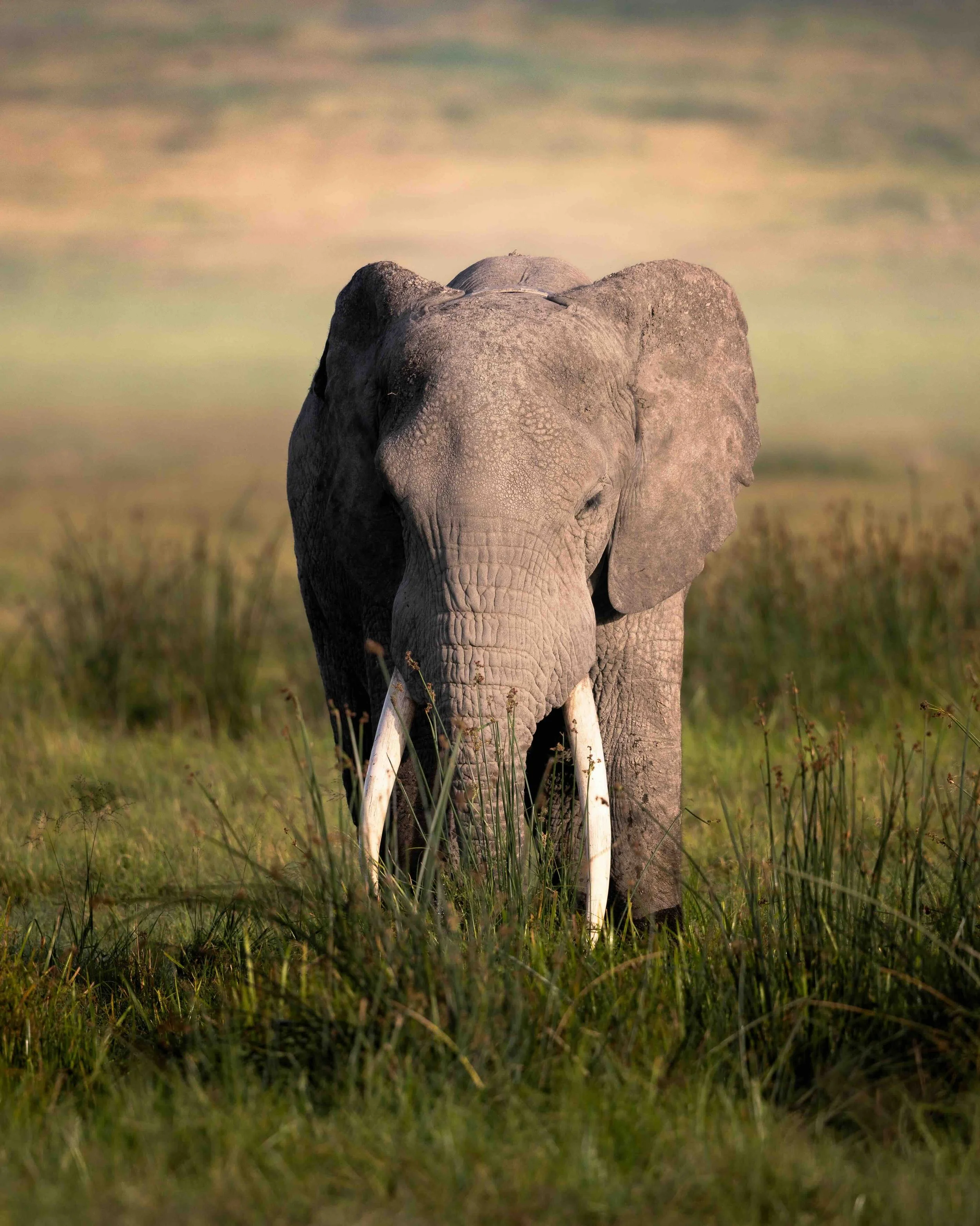 Elephant SKU 684773 - 0.83 MB copy.jpeg