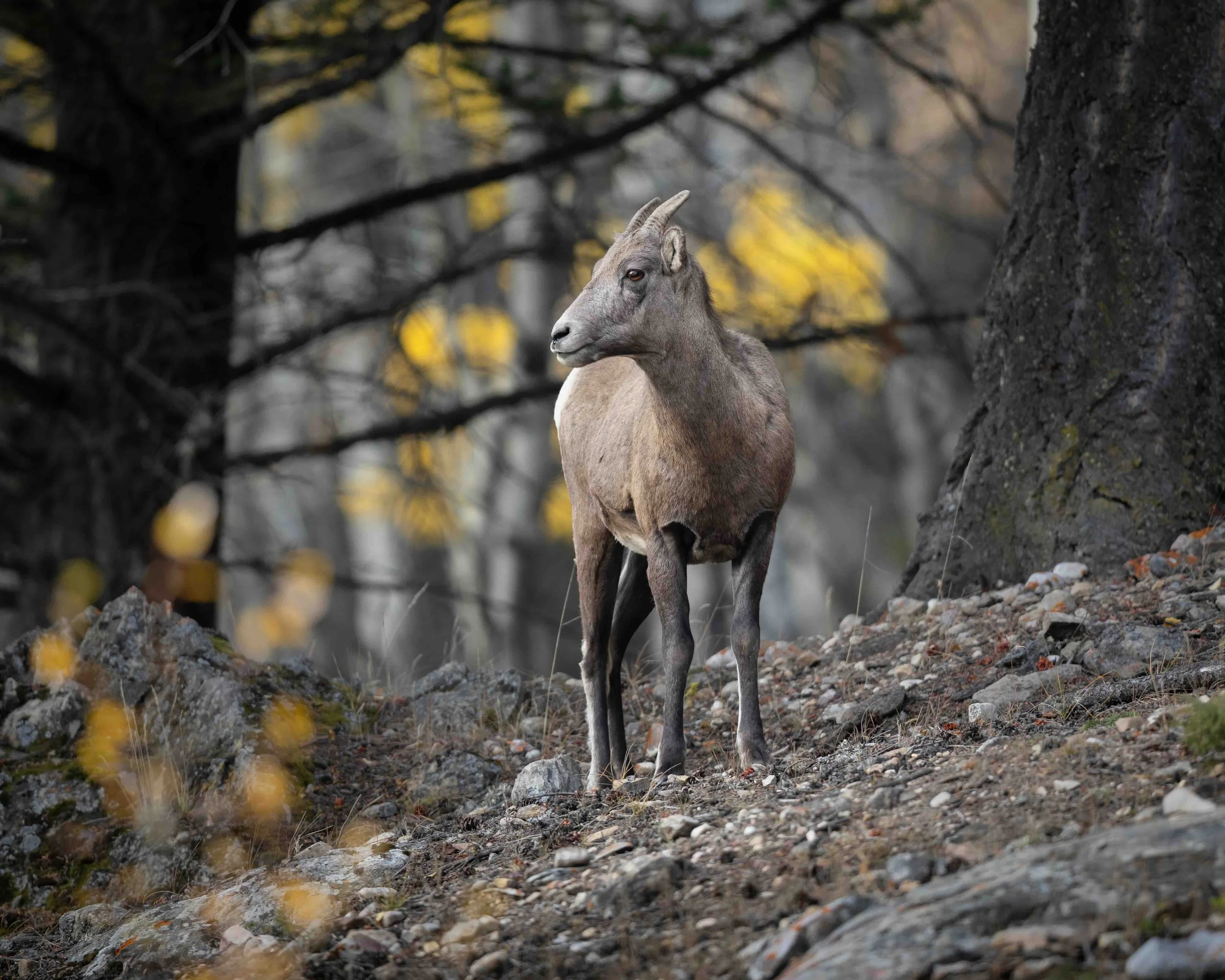 Bighorn Sheep Ewe SKU 5II7686 - 0.9 MB copy.jpeg