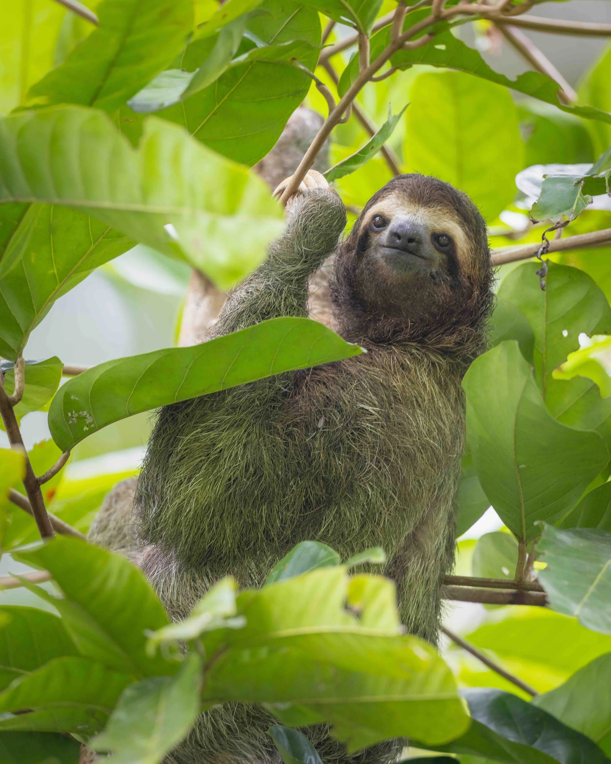 5:4 format 3 Toed Sloth SKU 5116516