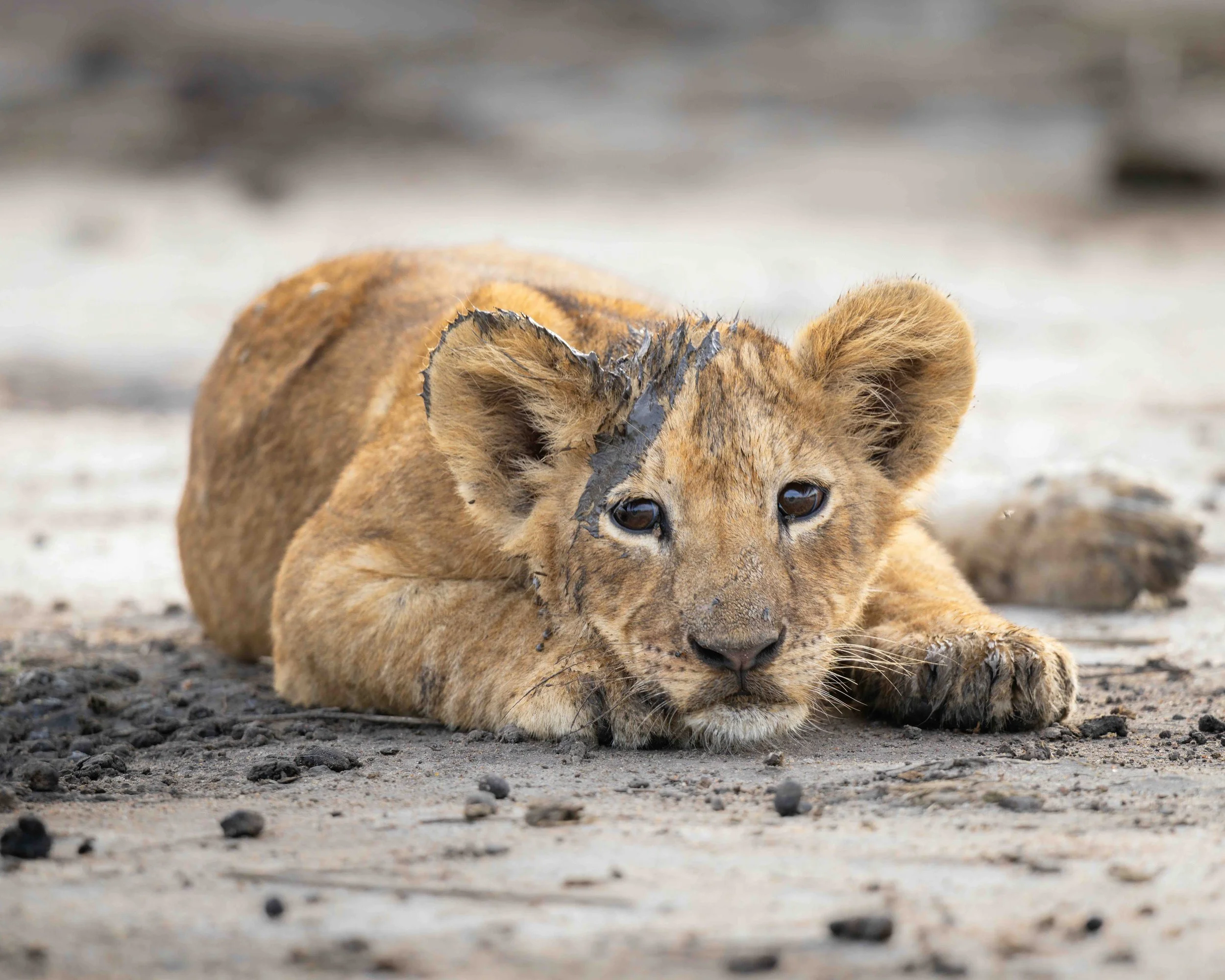 5:4 format Lion Cub SKU 5115462