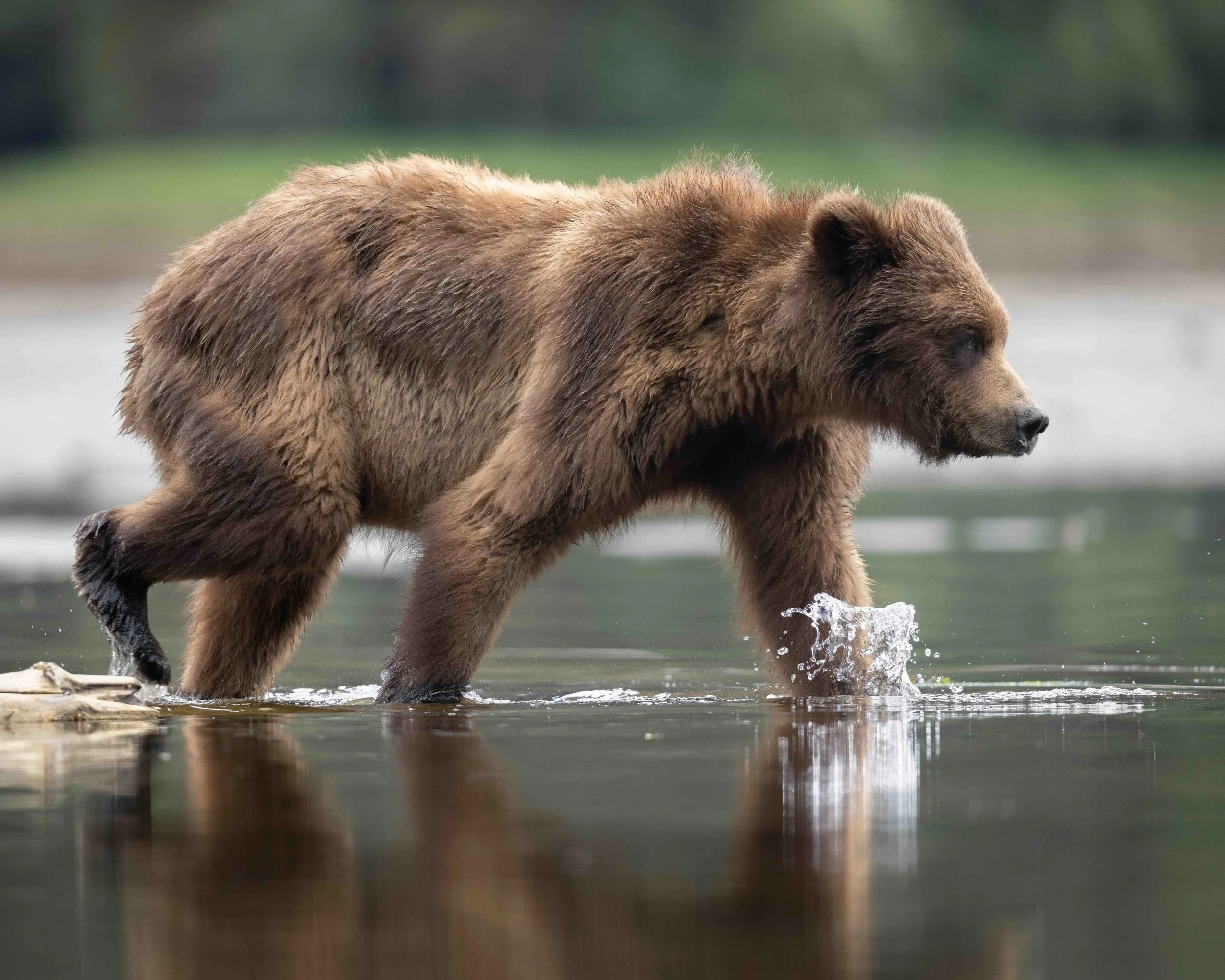 Grizzly SKU 5II3394 - 1.2 MB copy.jpeg