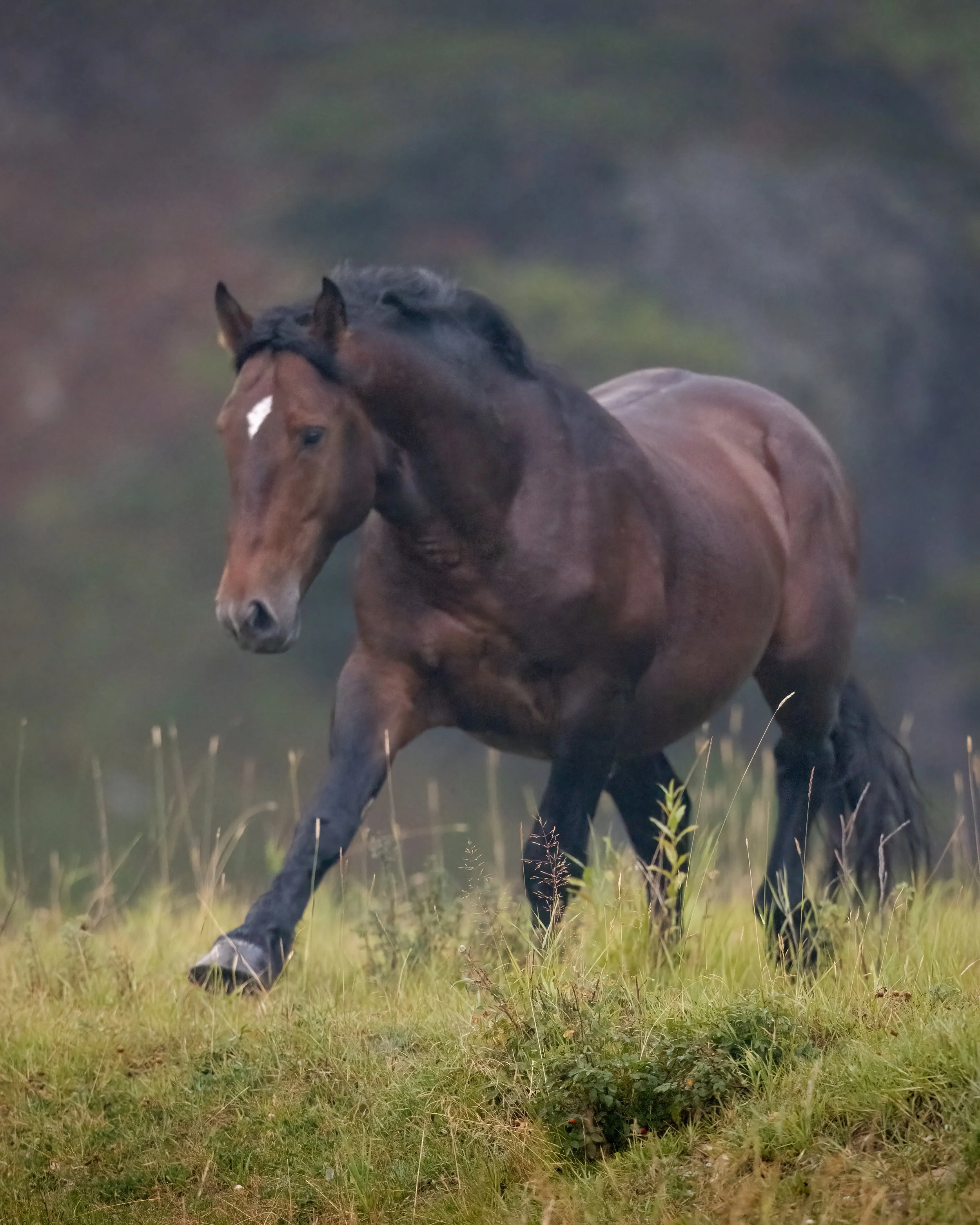 Wild Horse SKU 683436 - 12.9 MB.jpeg