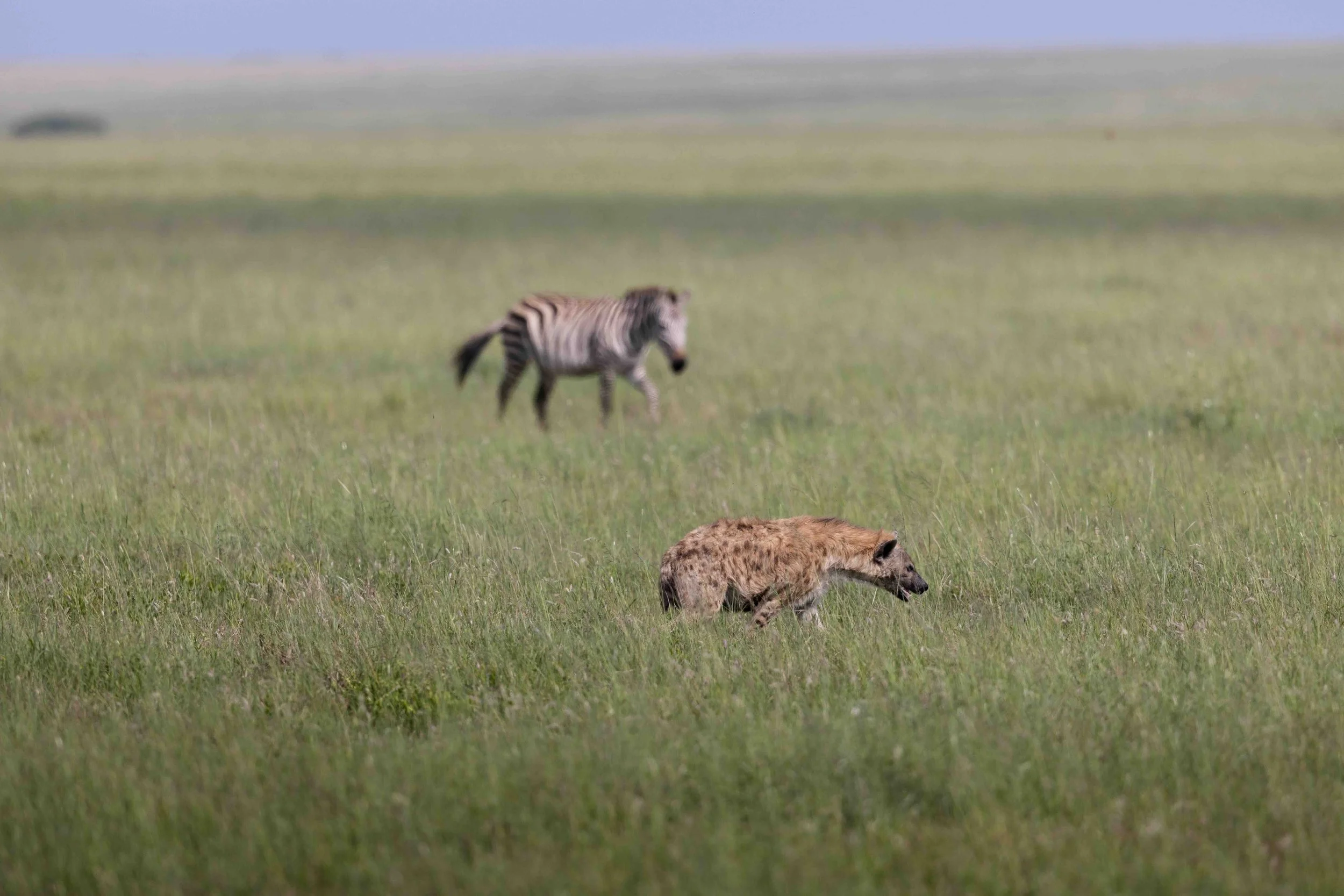 Hyena SKU 682743 - 1.1 MB copy.jpeg