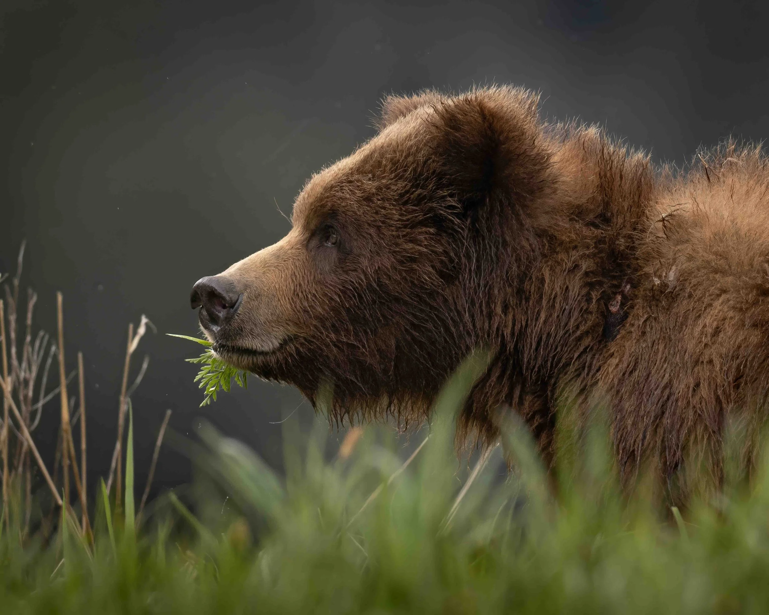 5-4 format Grizzly SKU 5II9204-GP - 0.9 MBcopy.jpeg