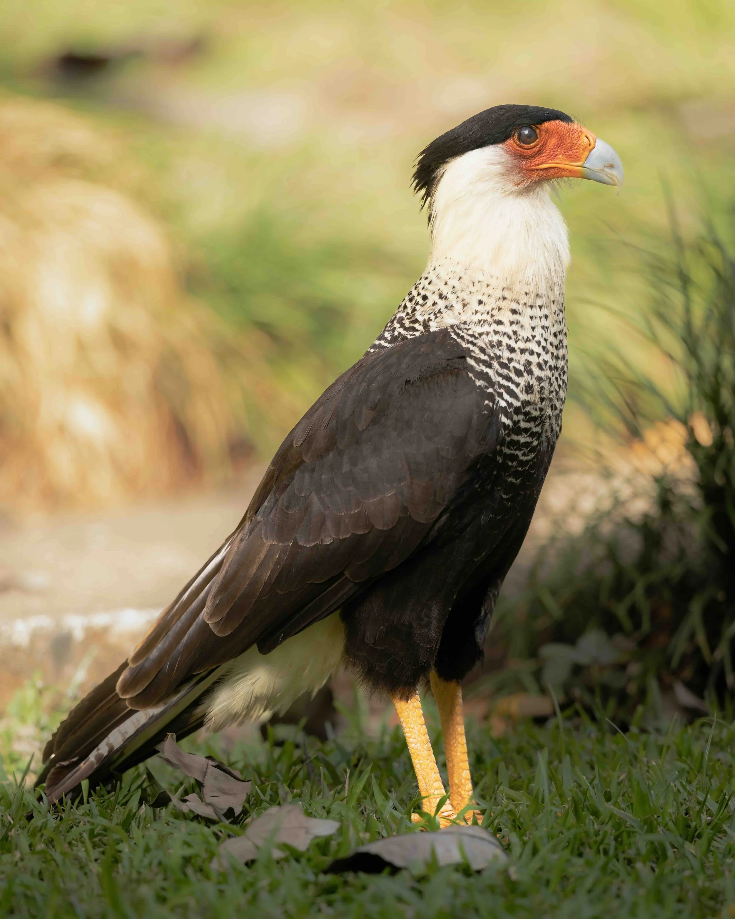 5:4 format Crested Caracara SKU 5114585