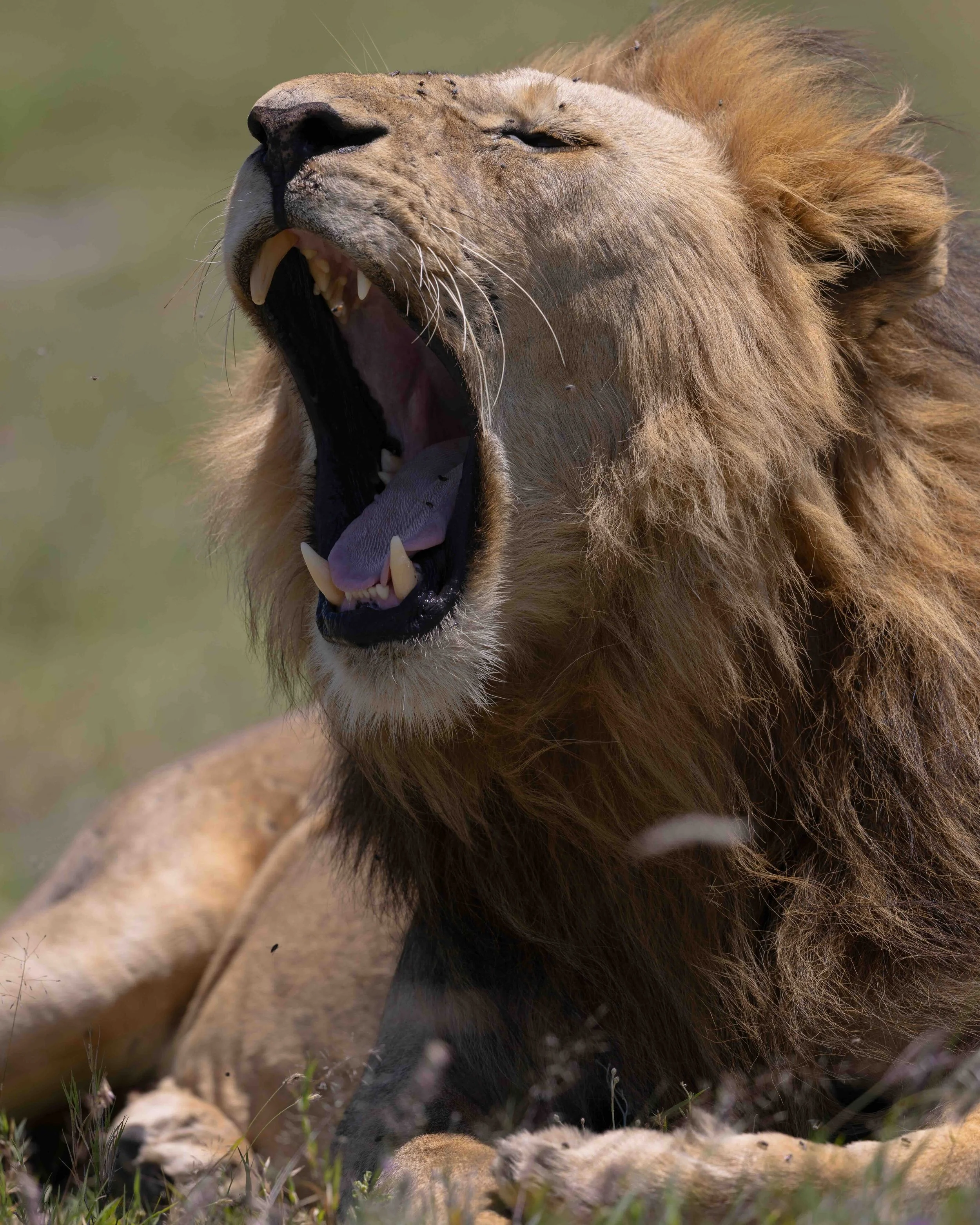 Lion series SKU 687951 - 1.6 MB copy.jpeg