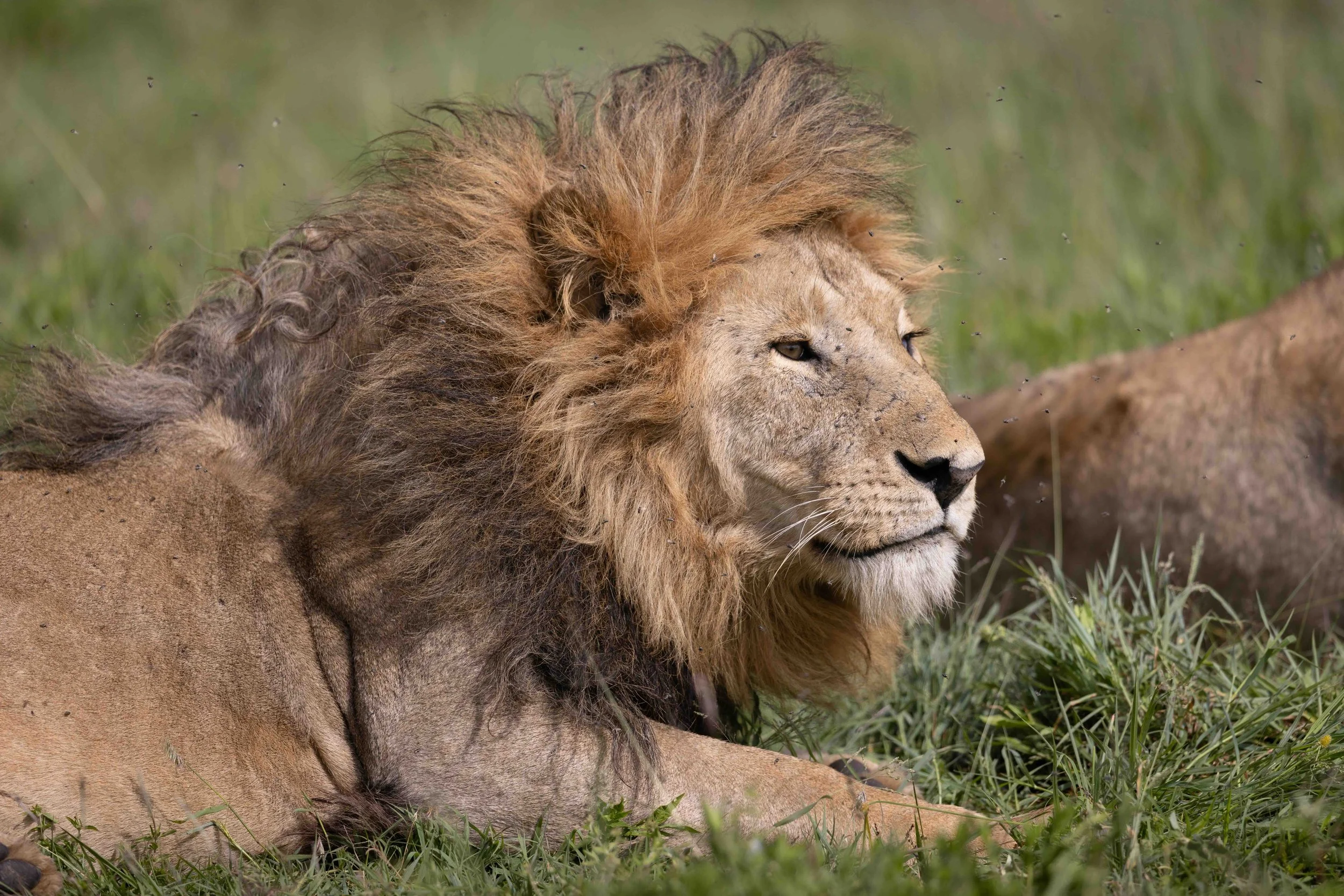 Lion SKU 682692 - 2.3 MB copy.jpeg