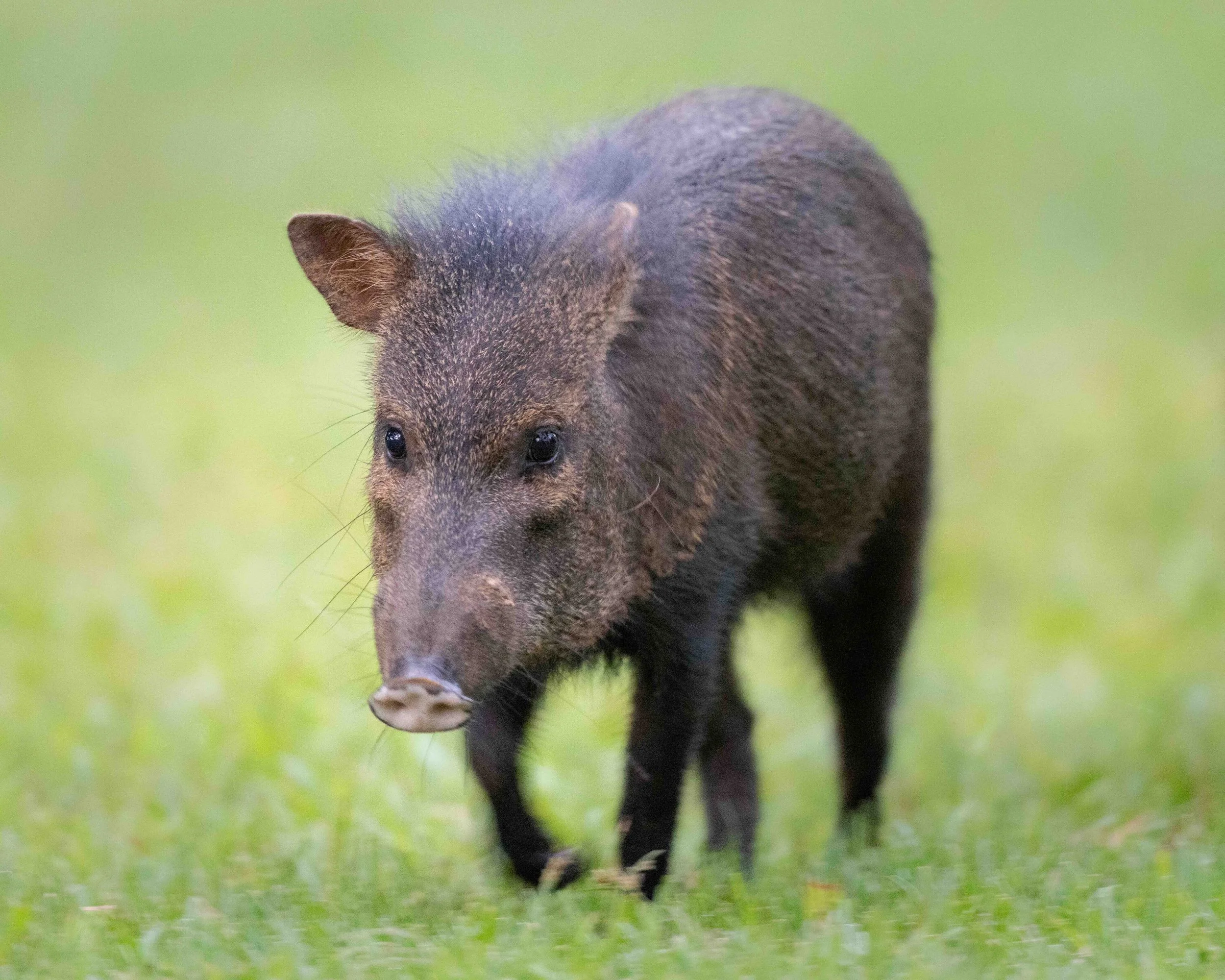 5:4 format Peccary SKU 5111779