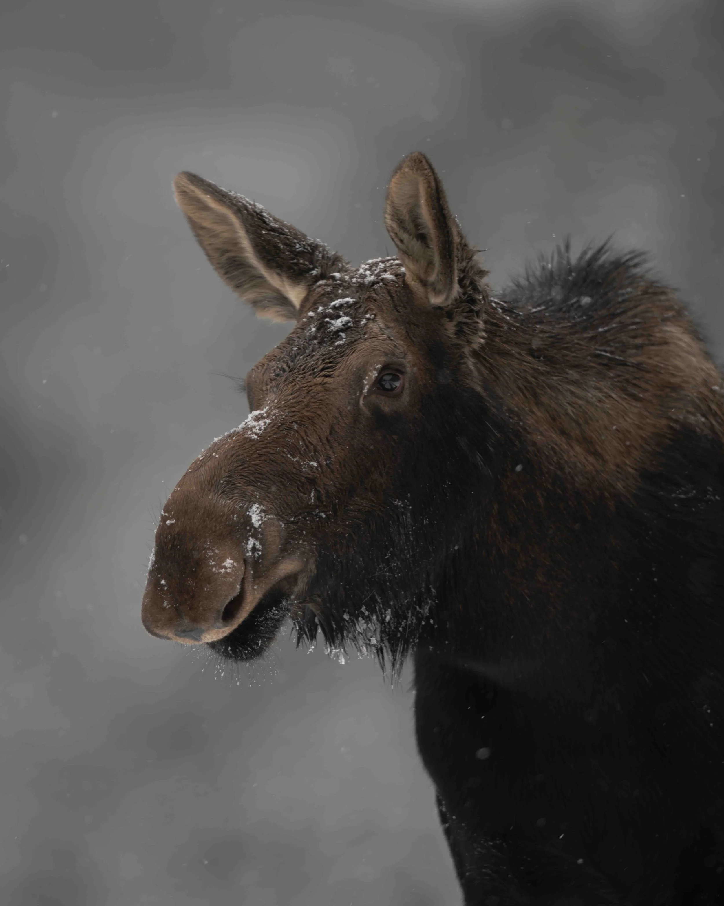 Moose SKU 5II0879 0.7 MB copy.jpeg