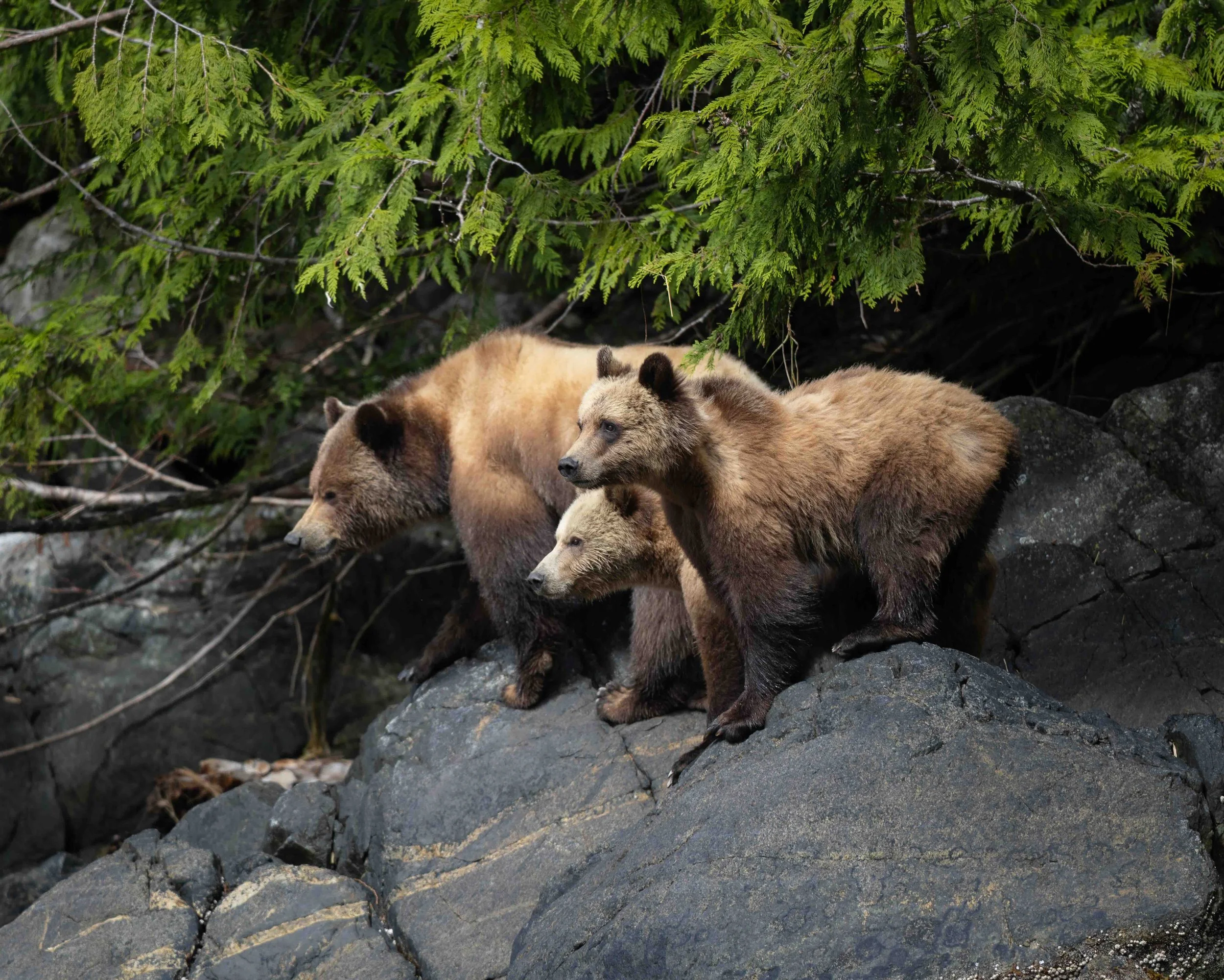 Grizzly family 5x4 5II9509 1.1MB.jpeg