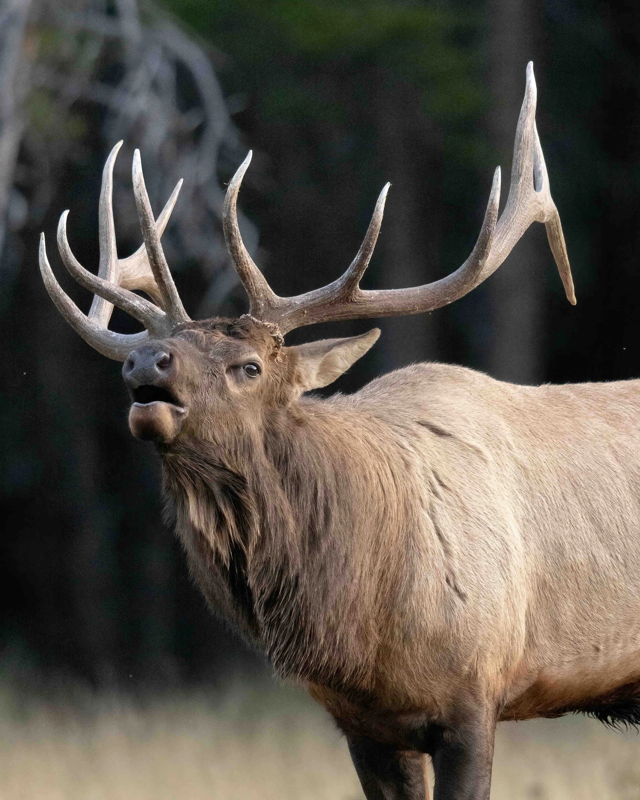 Elk SKU 682095 - 0.9 MB copy.jpeg