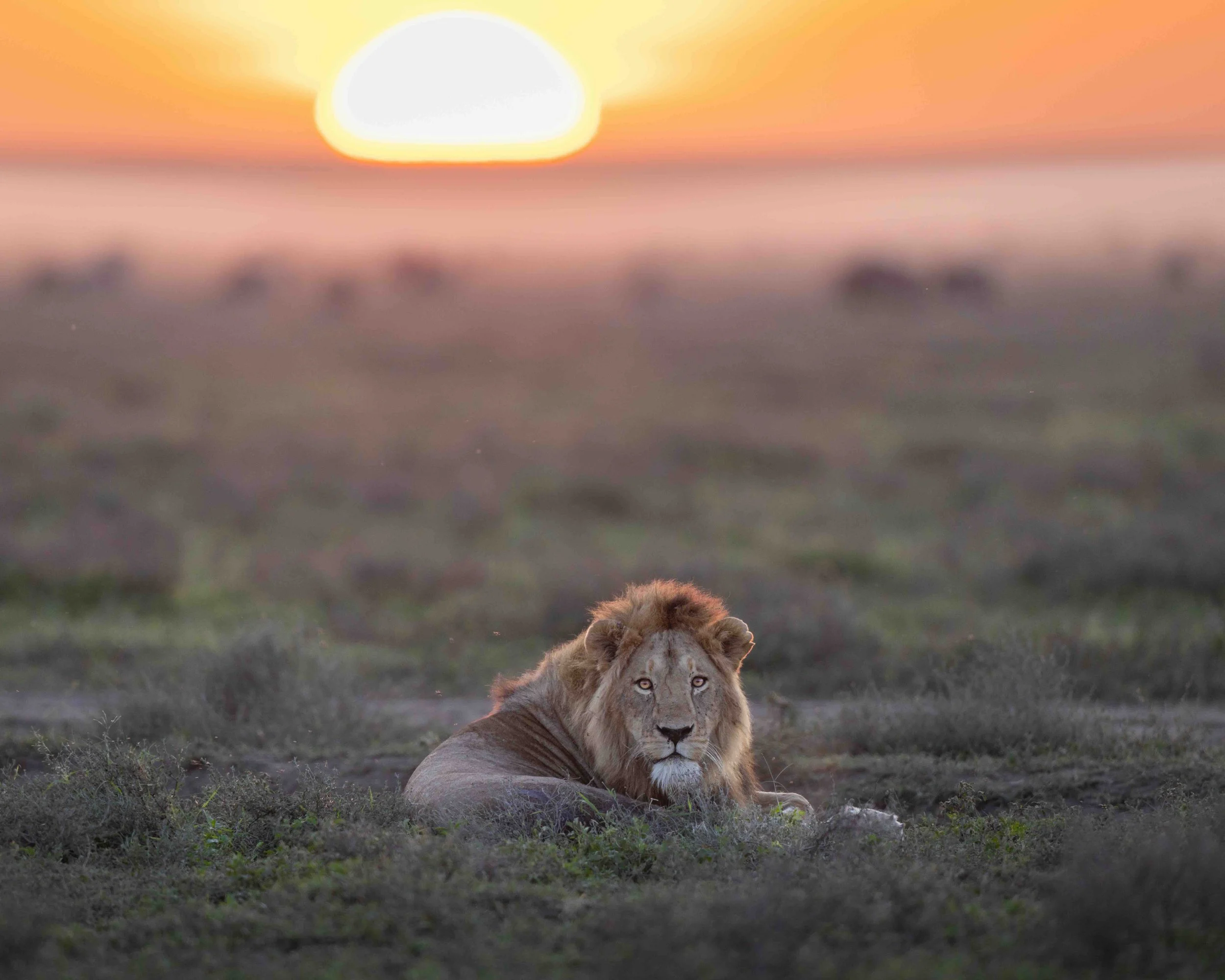 5:4 format Lion Sunset SKU 5117887