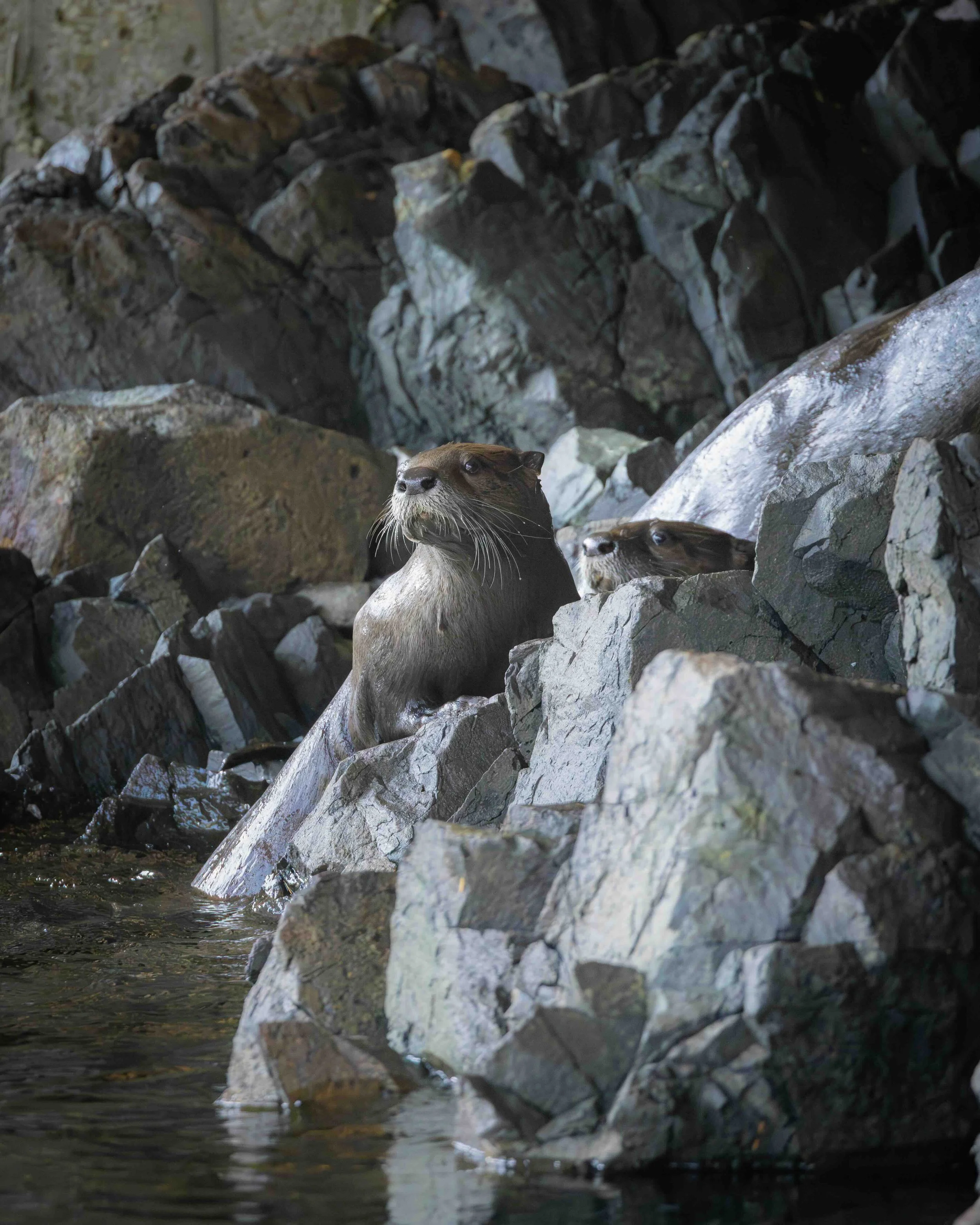 Otter _5_16525 0.7MB copy.jpeg