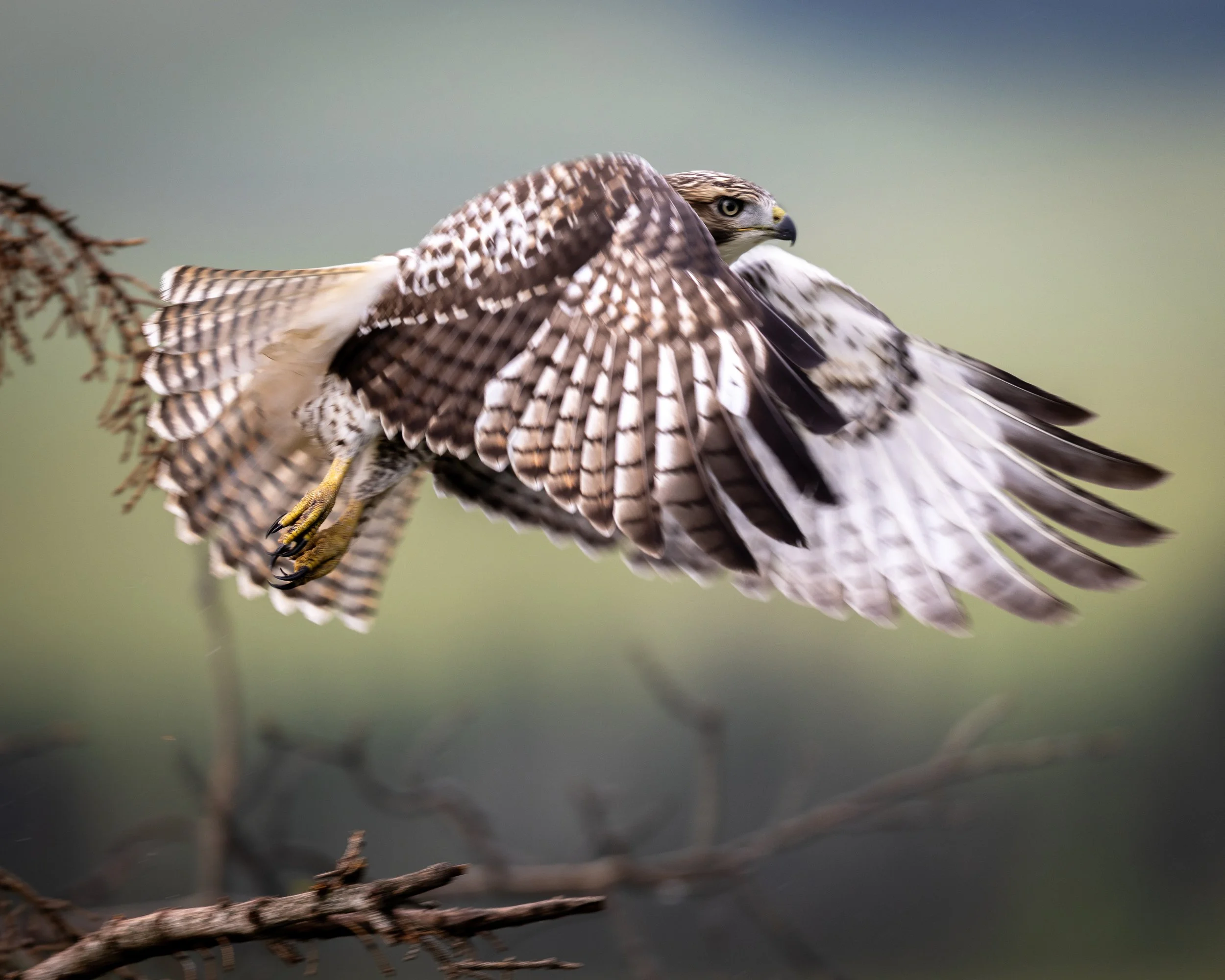 Red Tailed Hawk SKU 5II8856.jpg