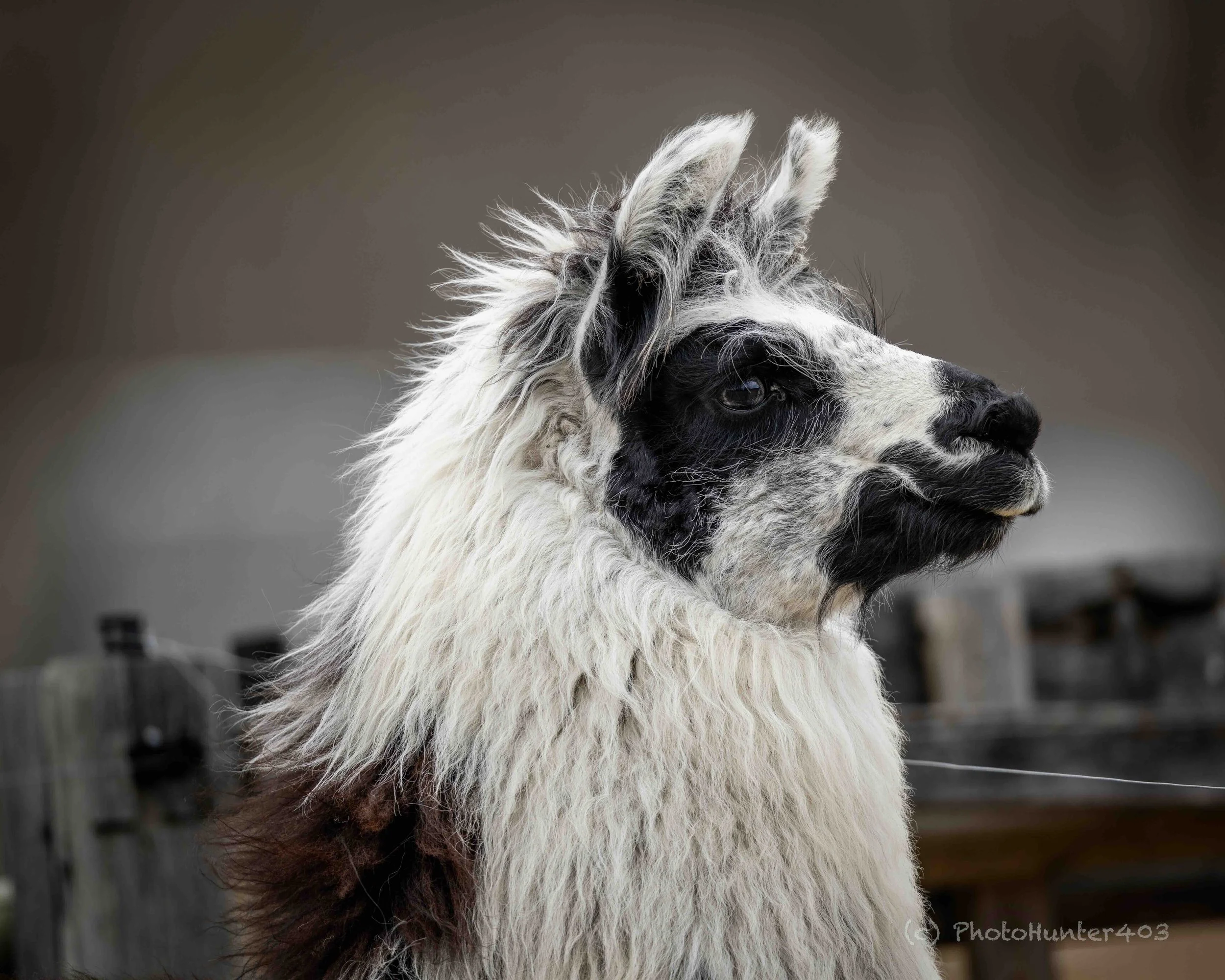 Llama SKU 5II4013 - 1.2 MB copy.jpeg