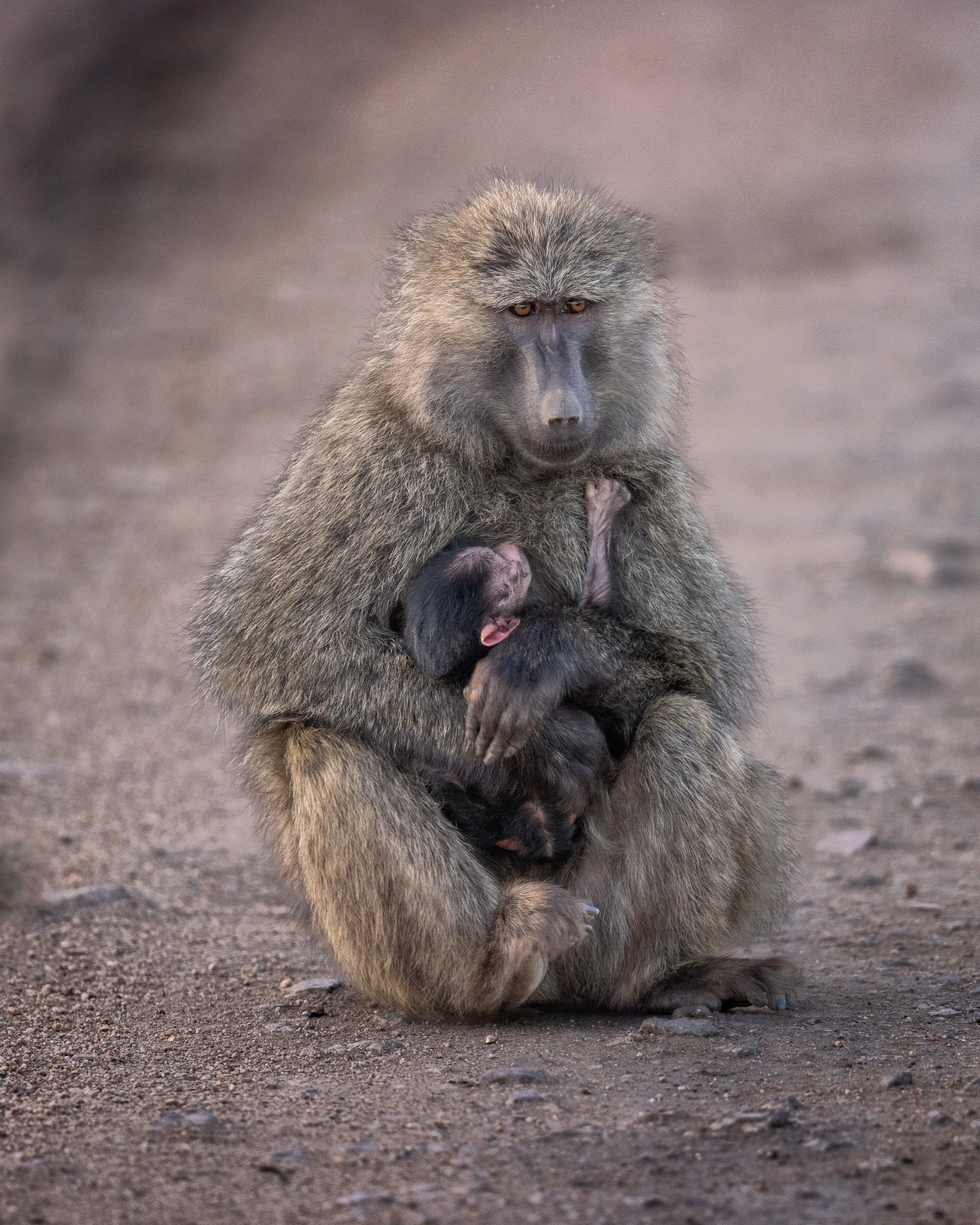 Baboon SKU 681984 - 10.8 MB.jpeg