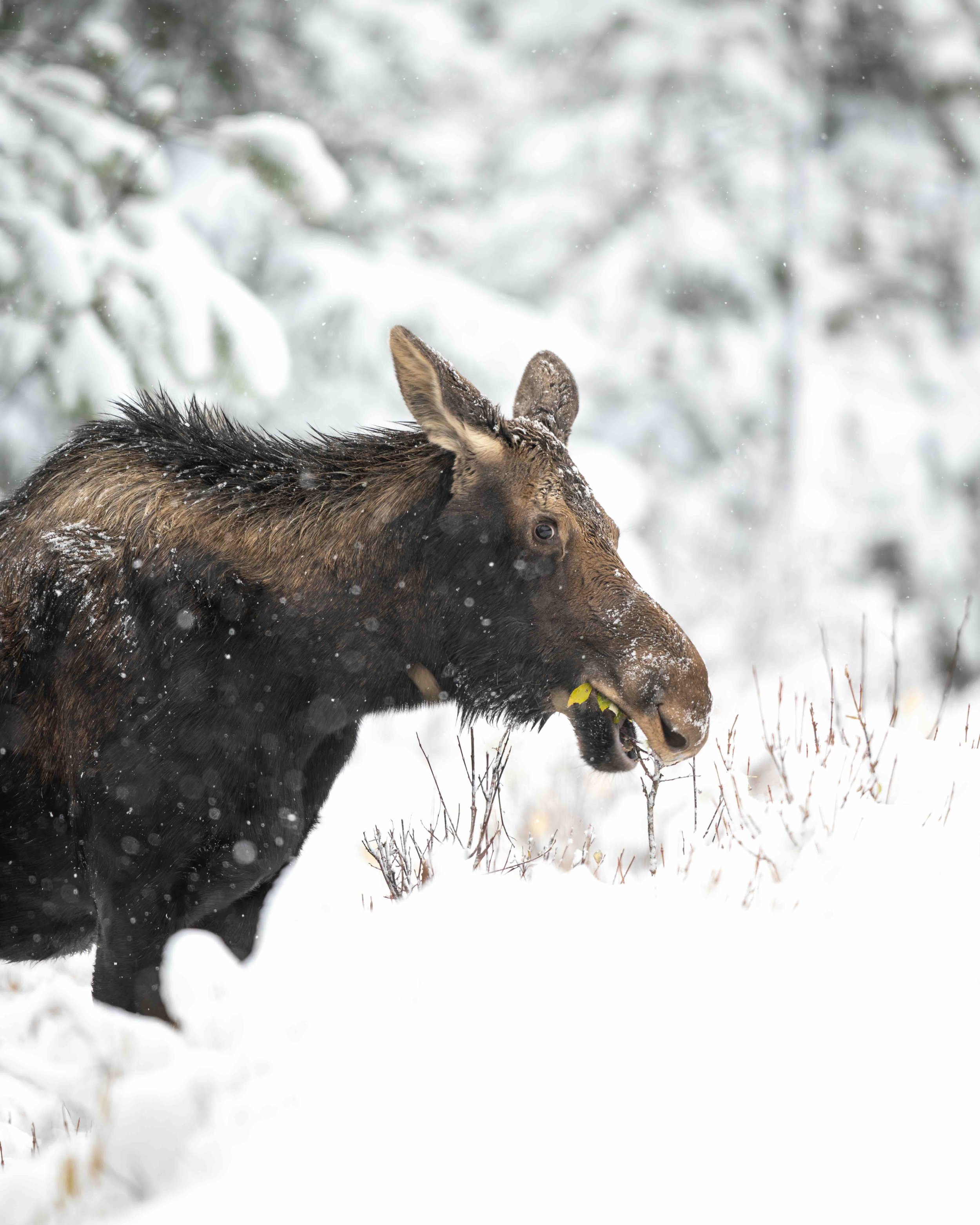 Moose SKU 5II1170 1.0 MB copy.jpeg