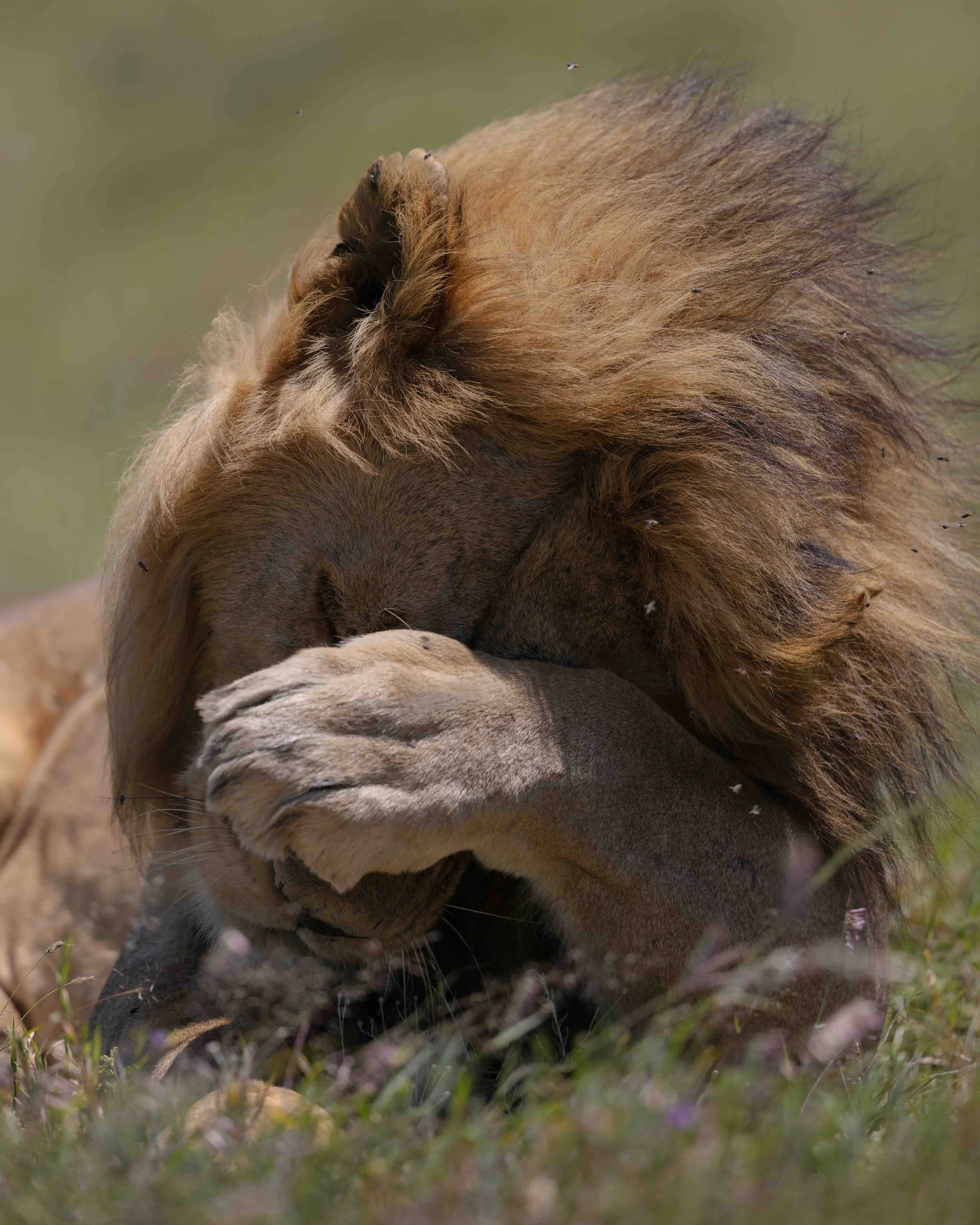 Lion series SKU 687923 - 1.3 MB copy.jpeg