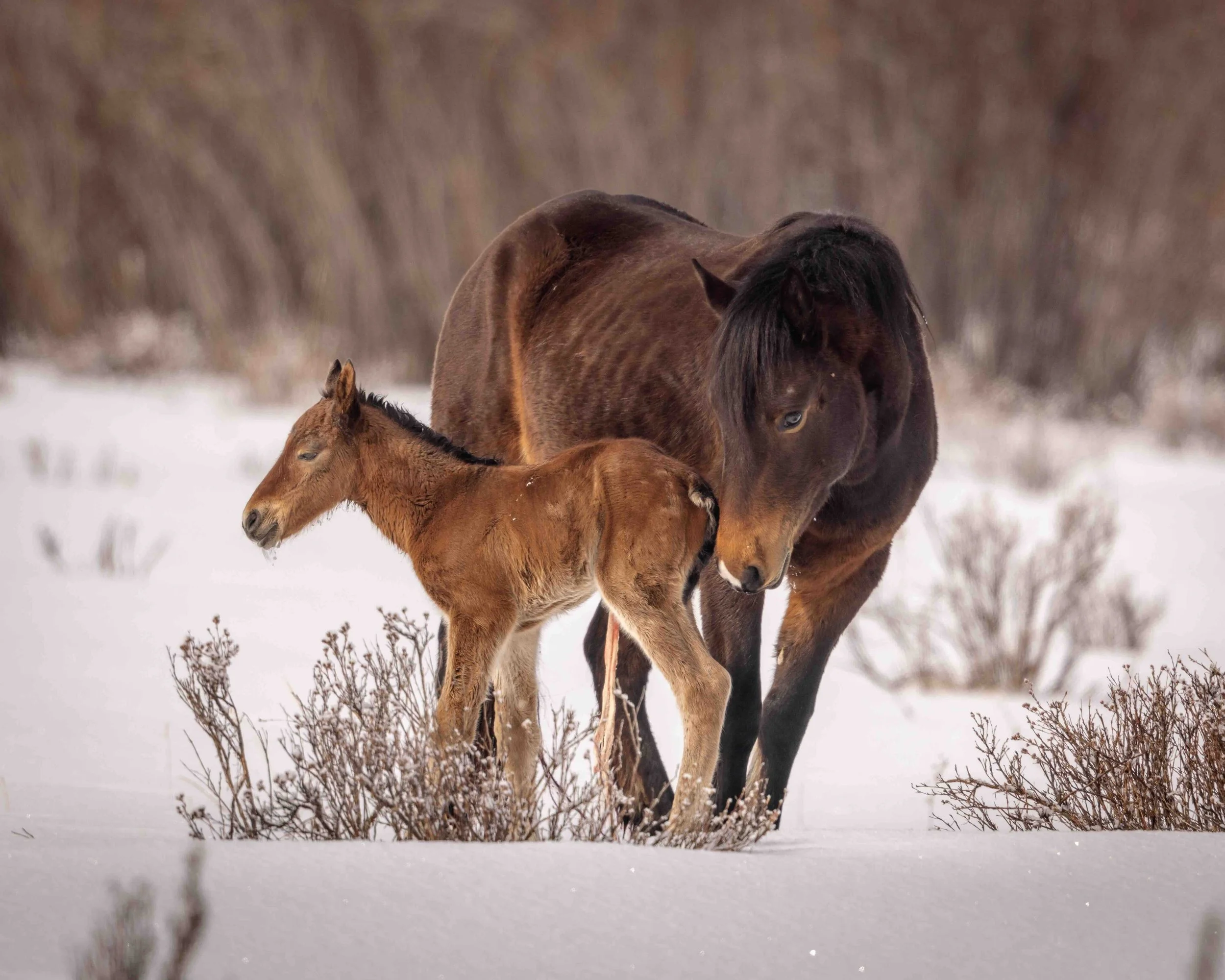 Wild Horse SKU 688741 - 0.75 MB copy.jpeg