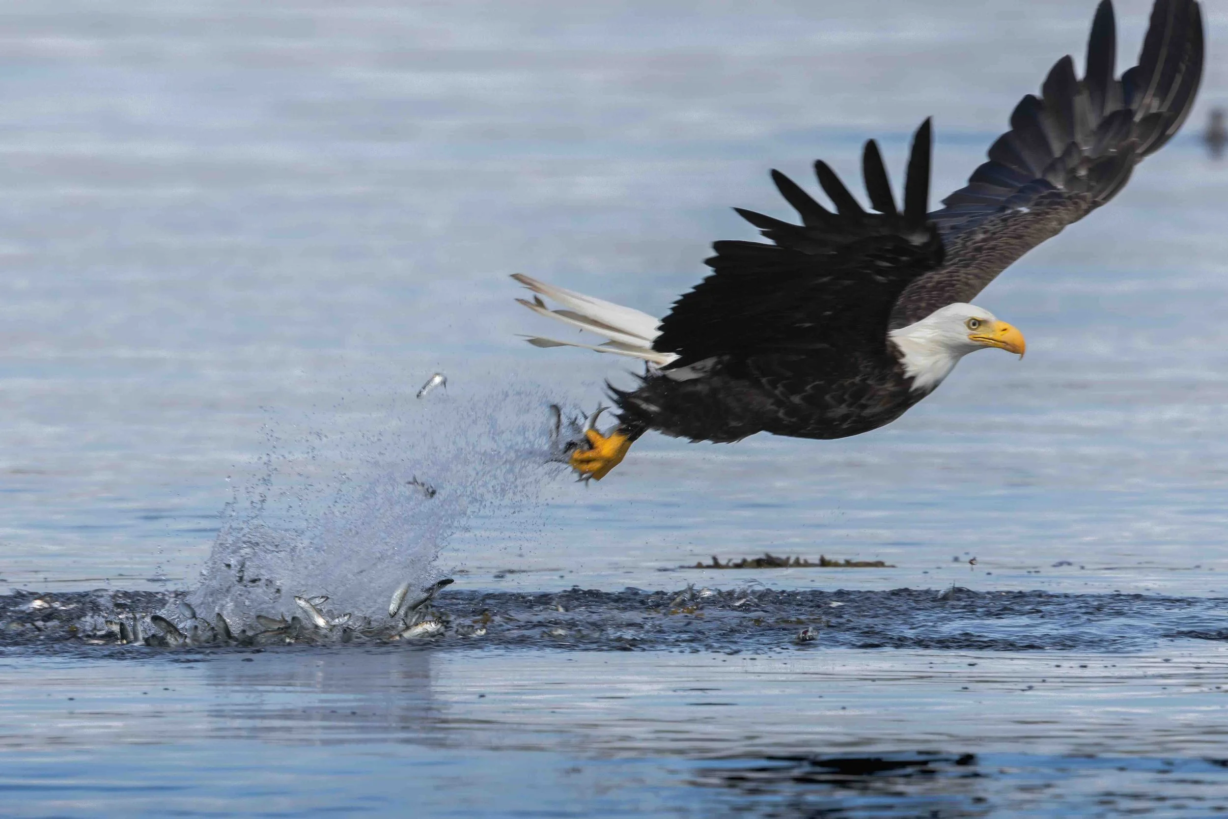 Bald Eagle and herring SKU 680923 - 0.5 MB copy.jpeg