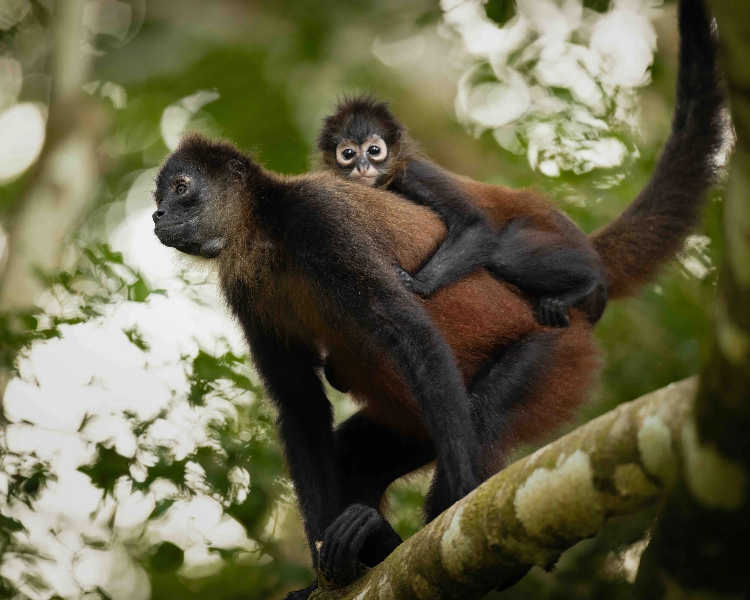 5:4 format Spider Monkey SKU 5116157