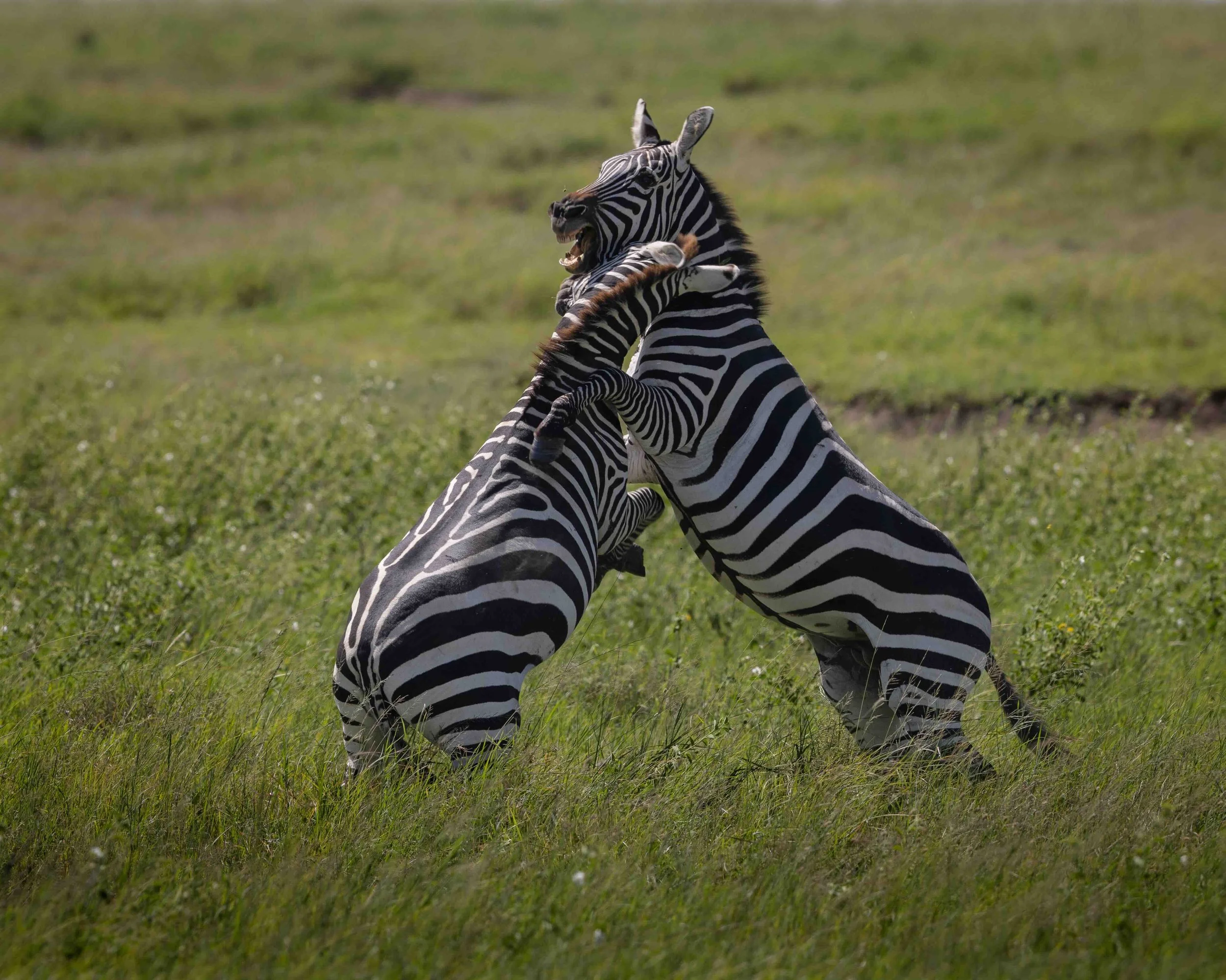 Zebra SKU 685377 - 0.7 MB copy.jpeg