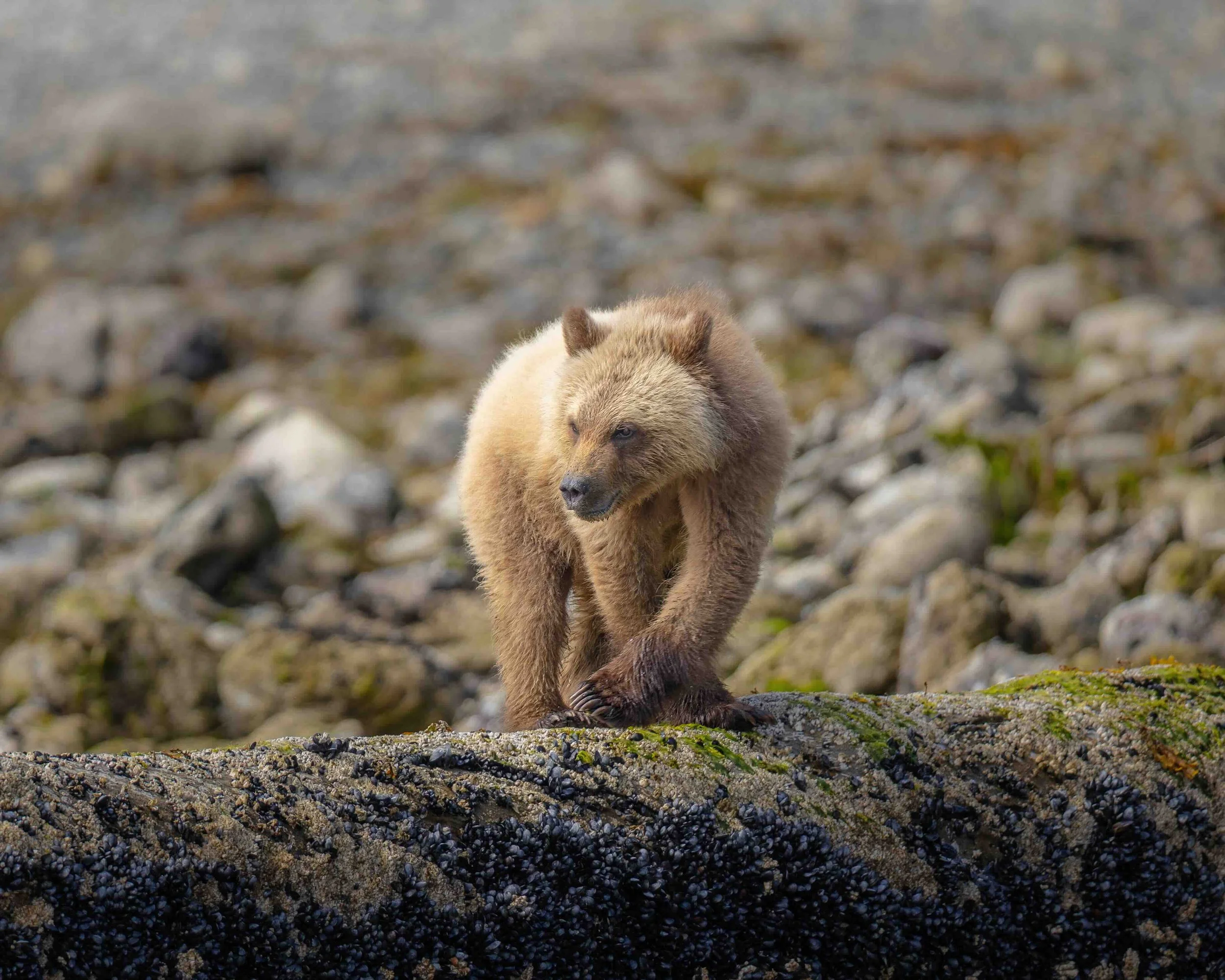Grizzly cub 5x4 5II9656-Sh 0.5MB.jpeg