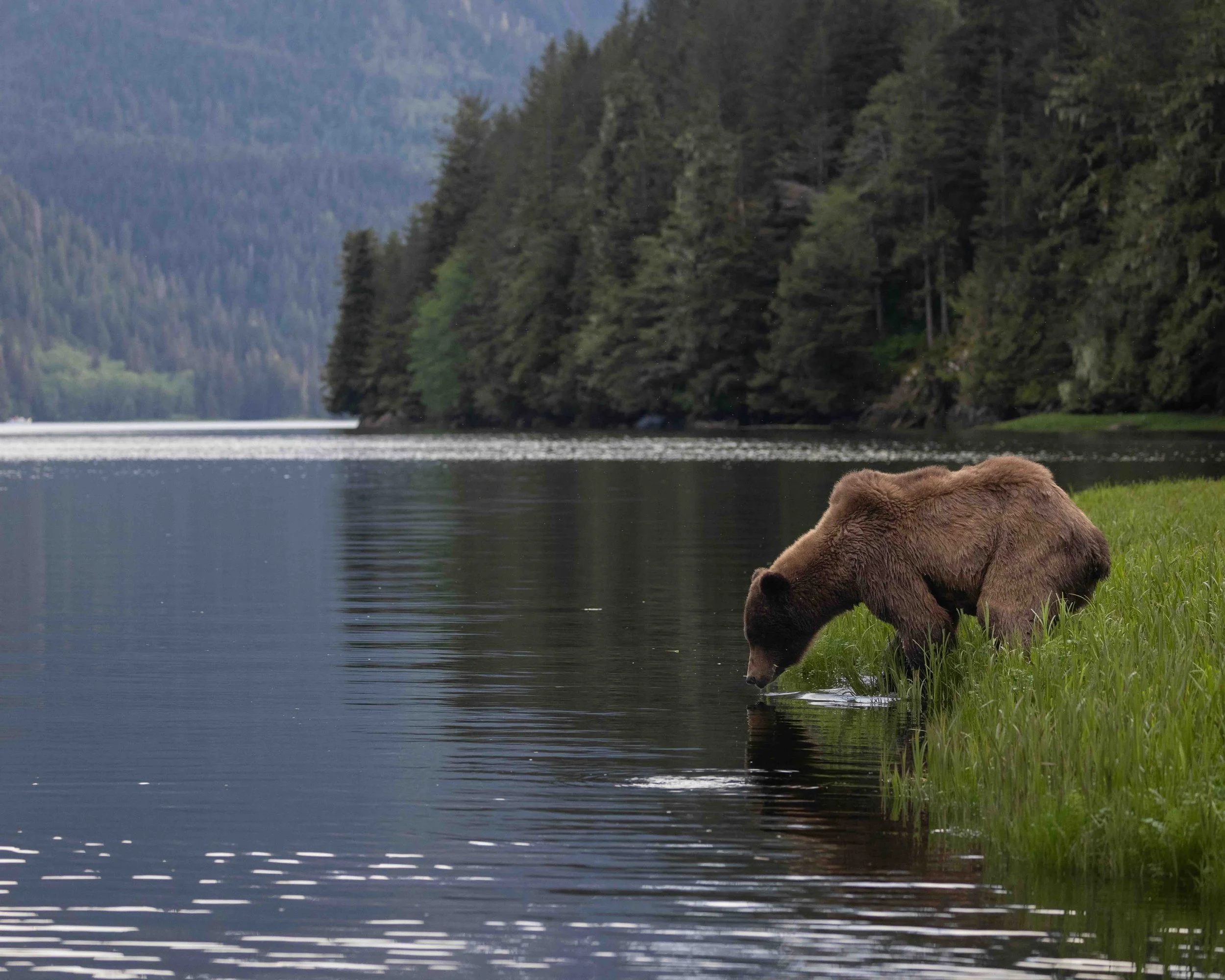 Grizzly SKU 11379 - 1.0 MB copy.jpeg
