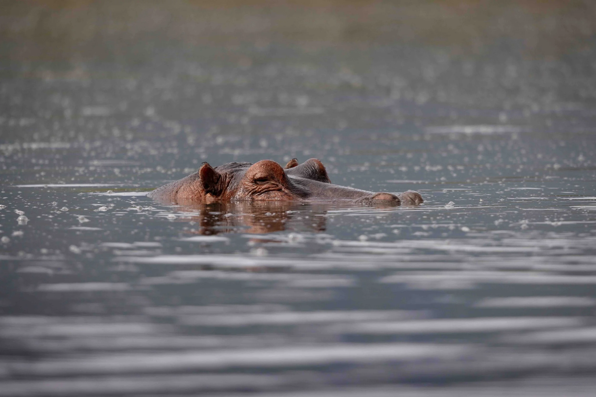 Hippo SKU 687189 - 1.0 MB copy.jpeg